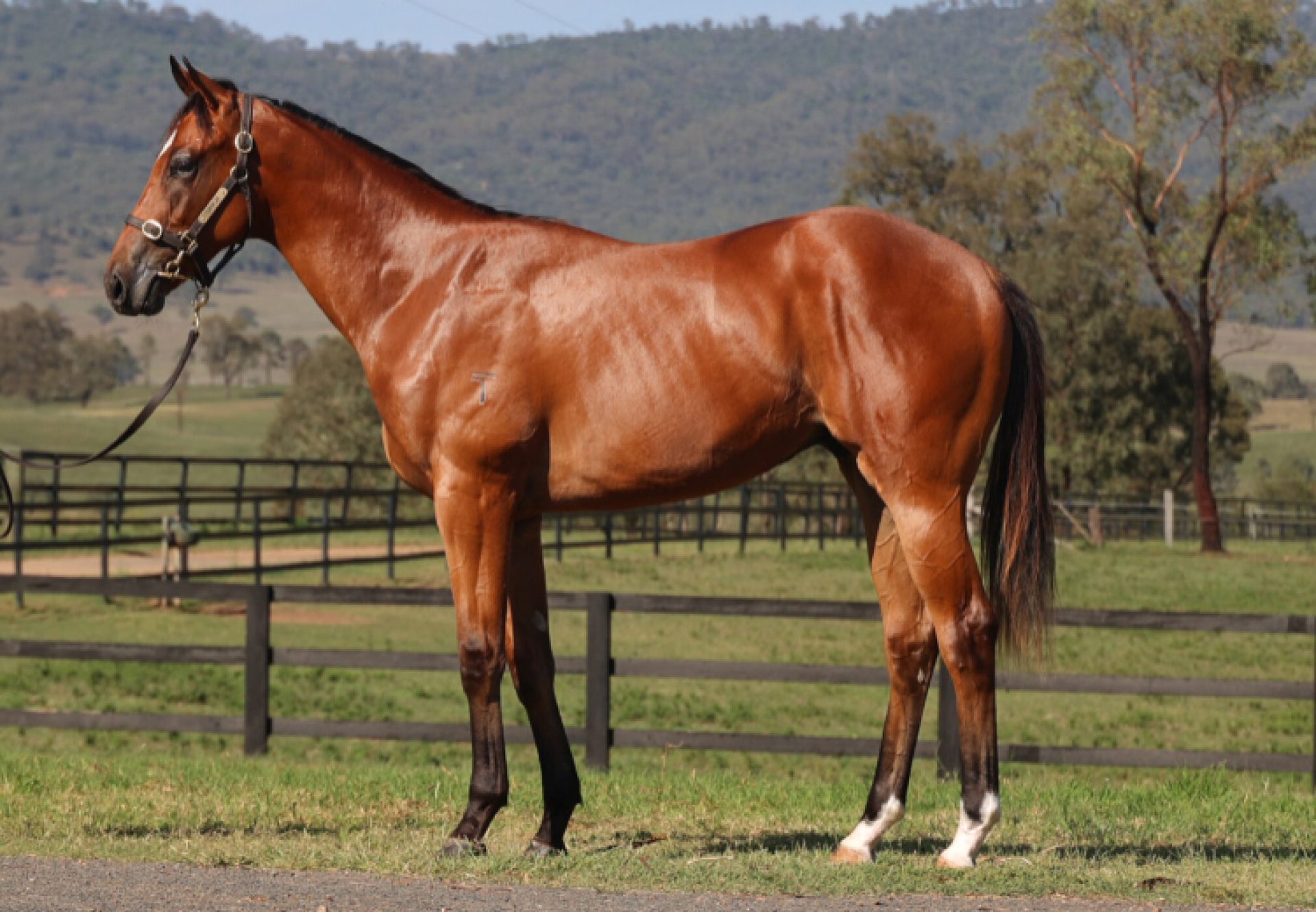 Acrobat X Maewyn 750