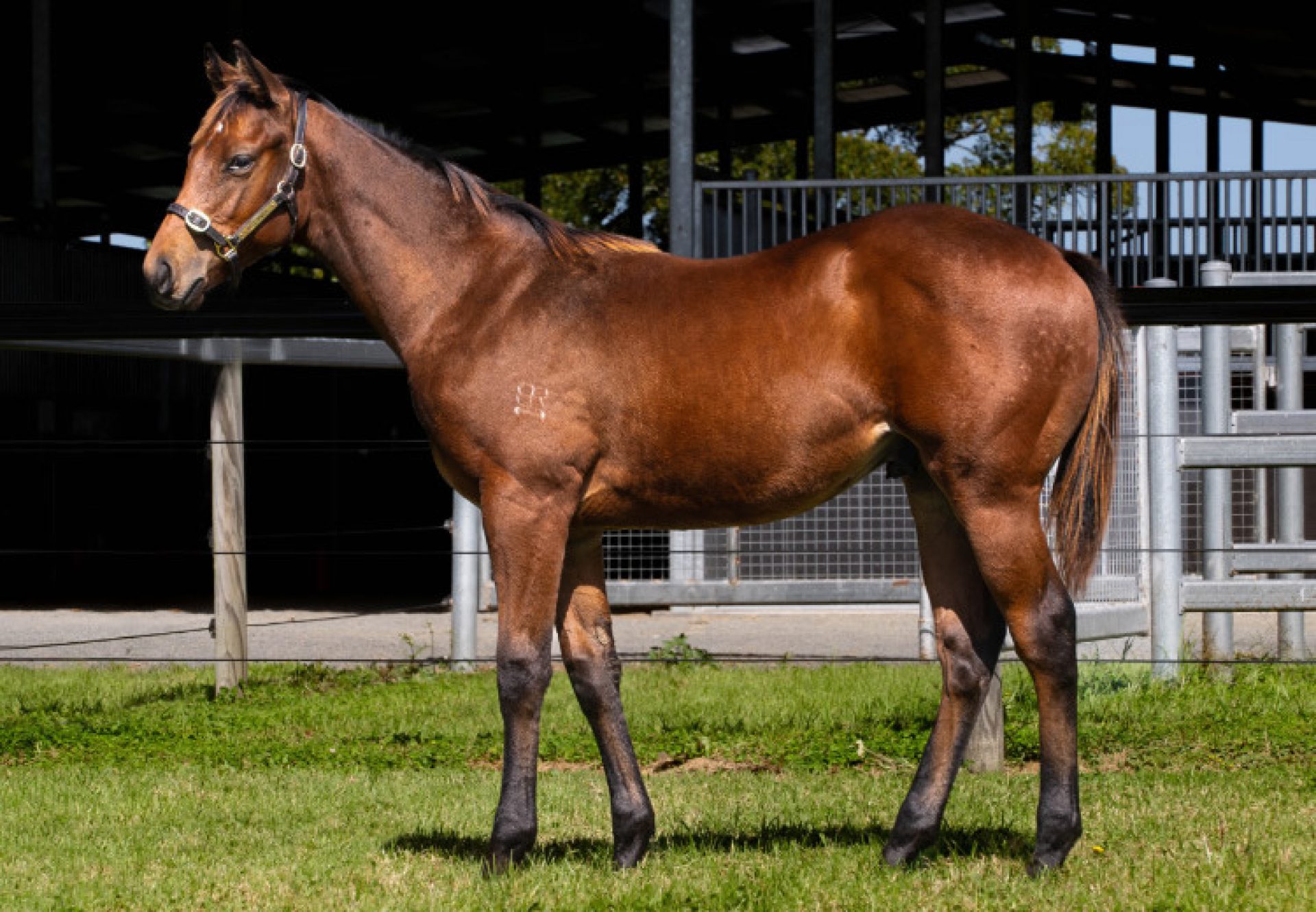 Acrobat X Little Joanna