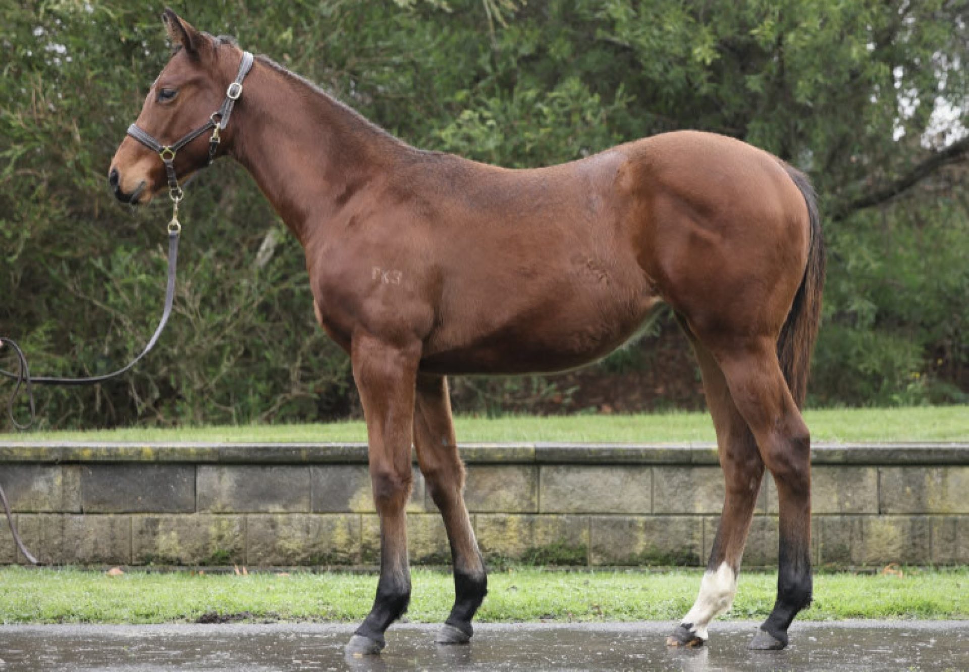 Acrobat X Spiced 750