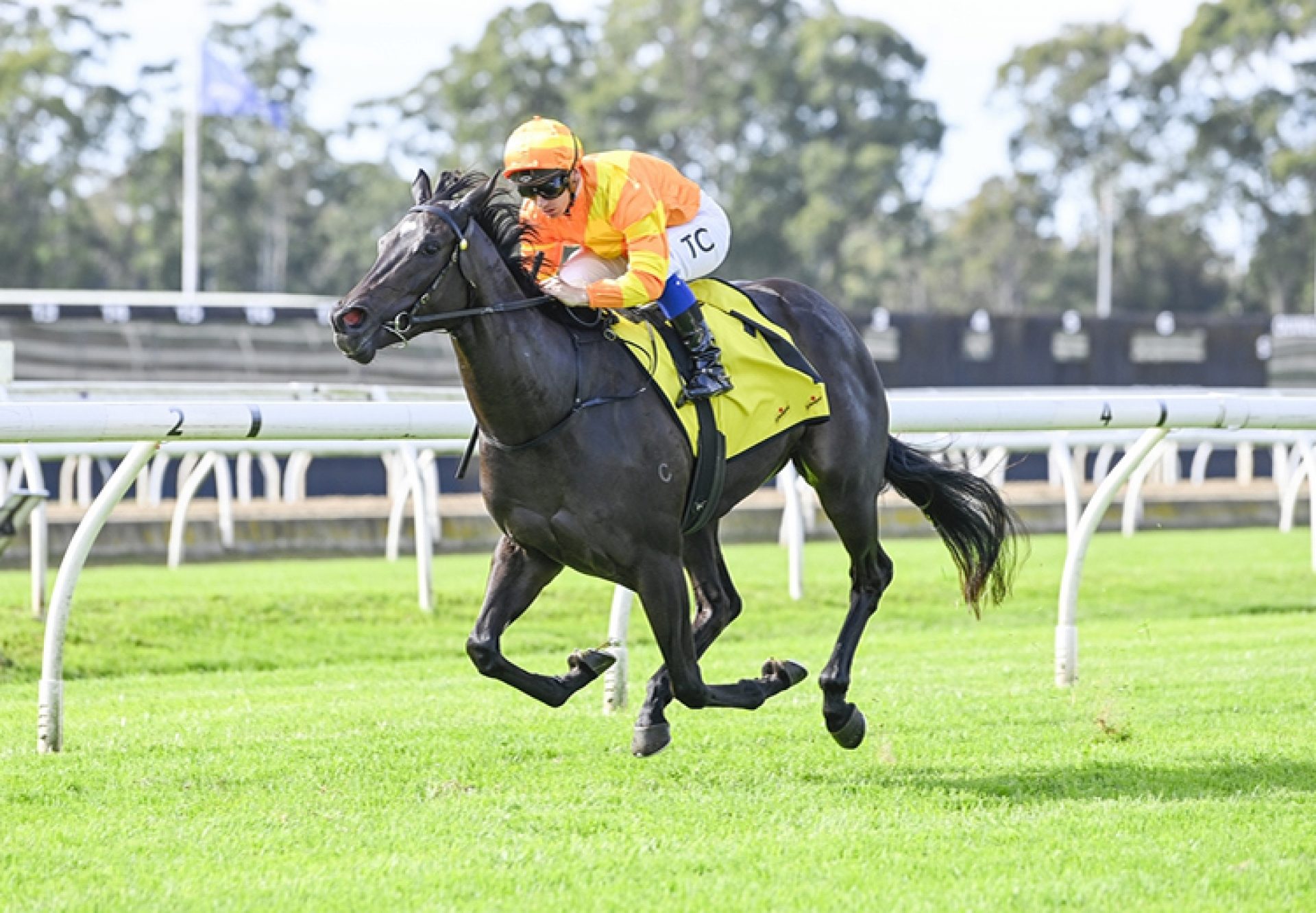 Agarwood (Wootton Bassett) Wf 750