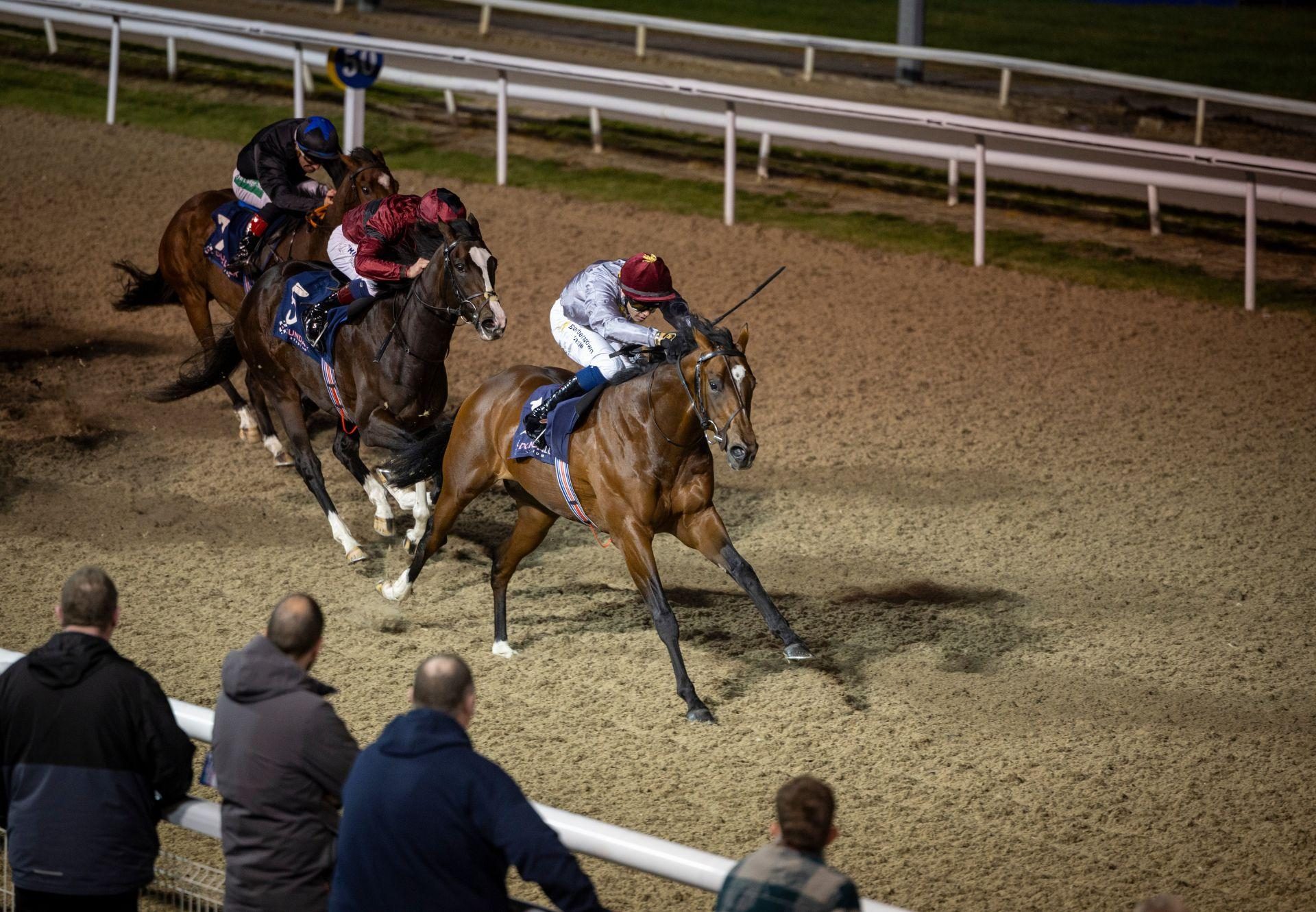 Andab Saxon Warrior Dundalk