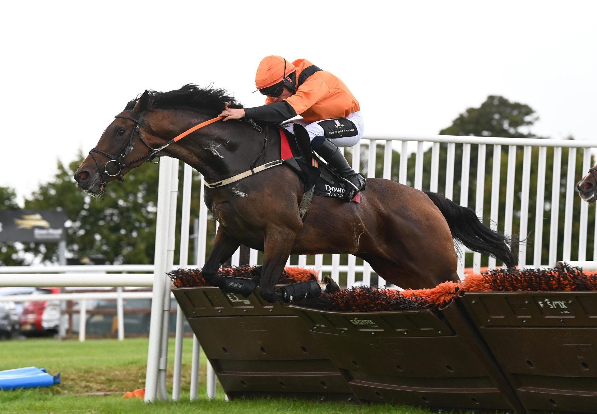 Arctic Flame (Walk In The Park) Down Royal