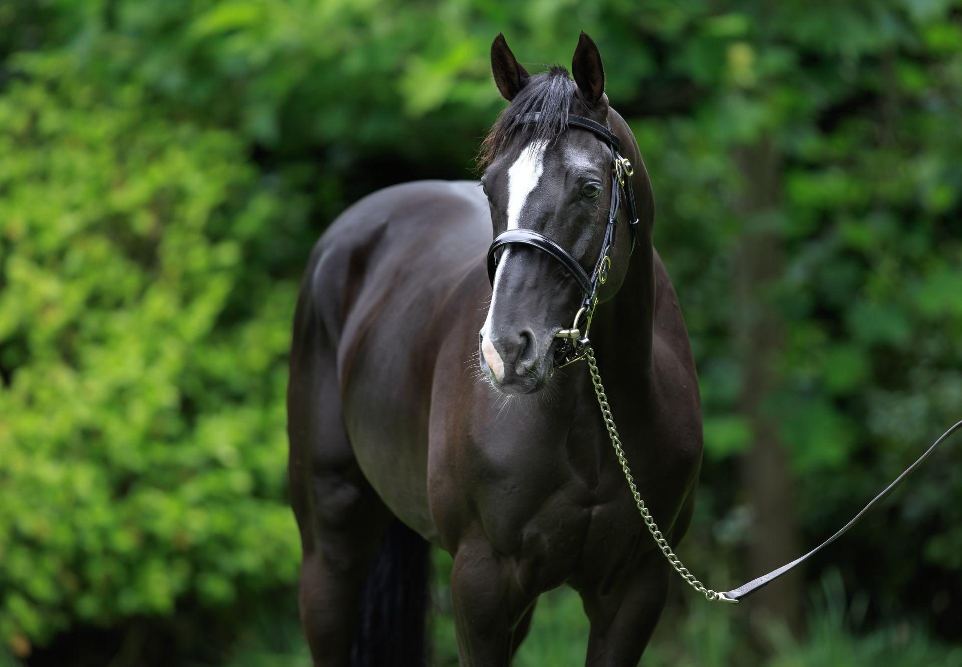 Auguste Rodin Headshot