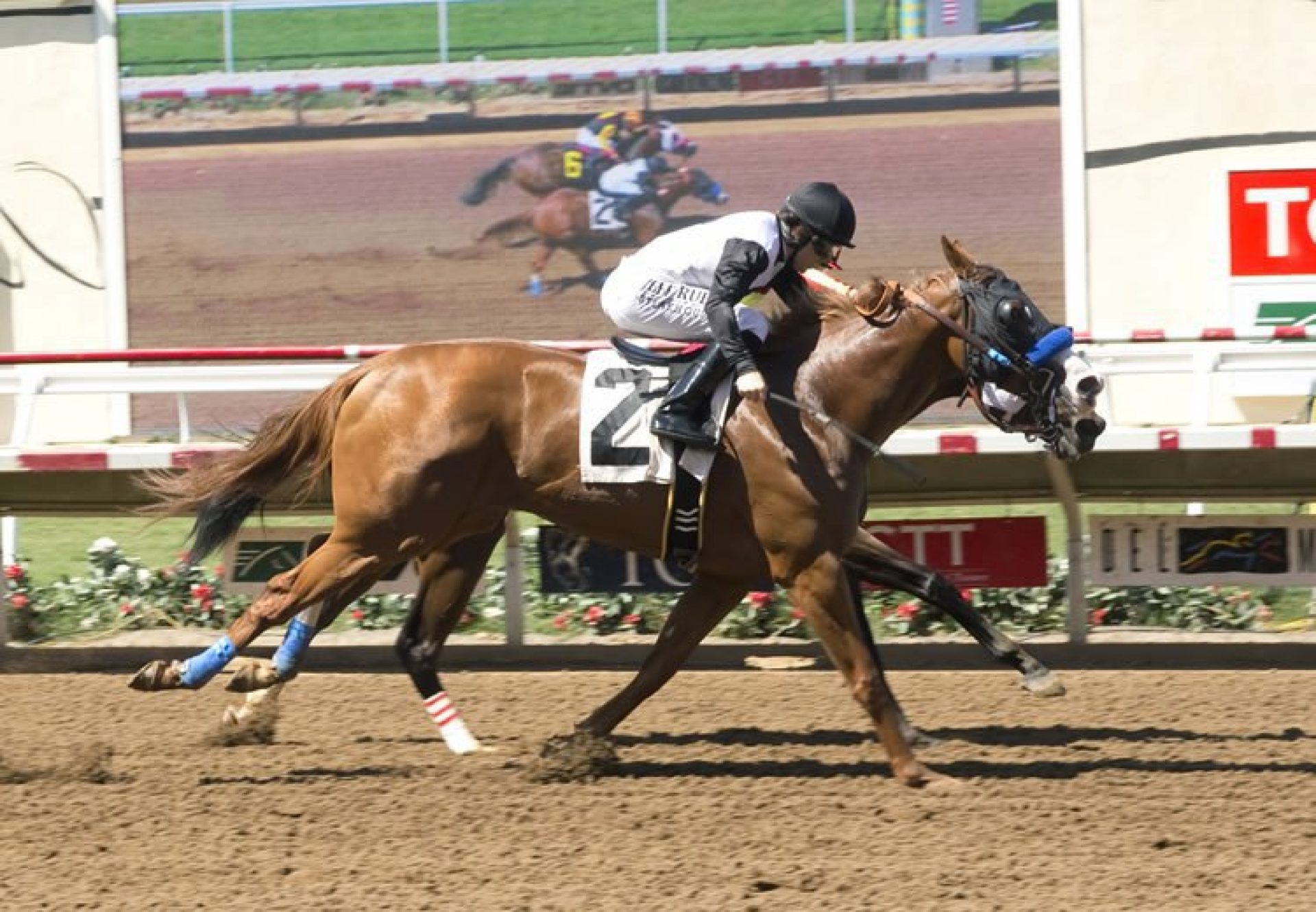 Bens Duchess (Munnings)