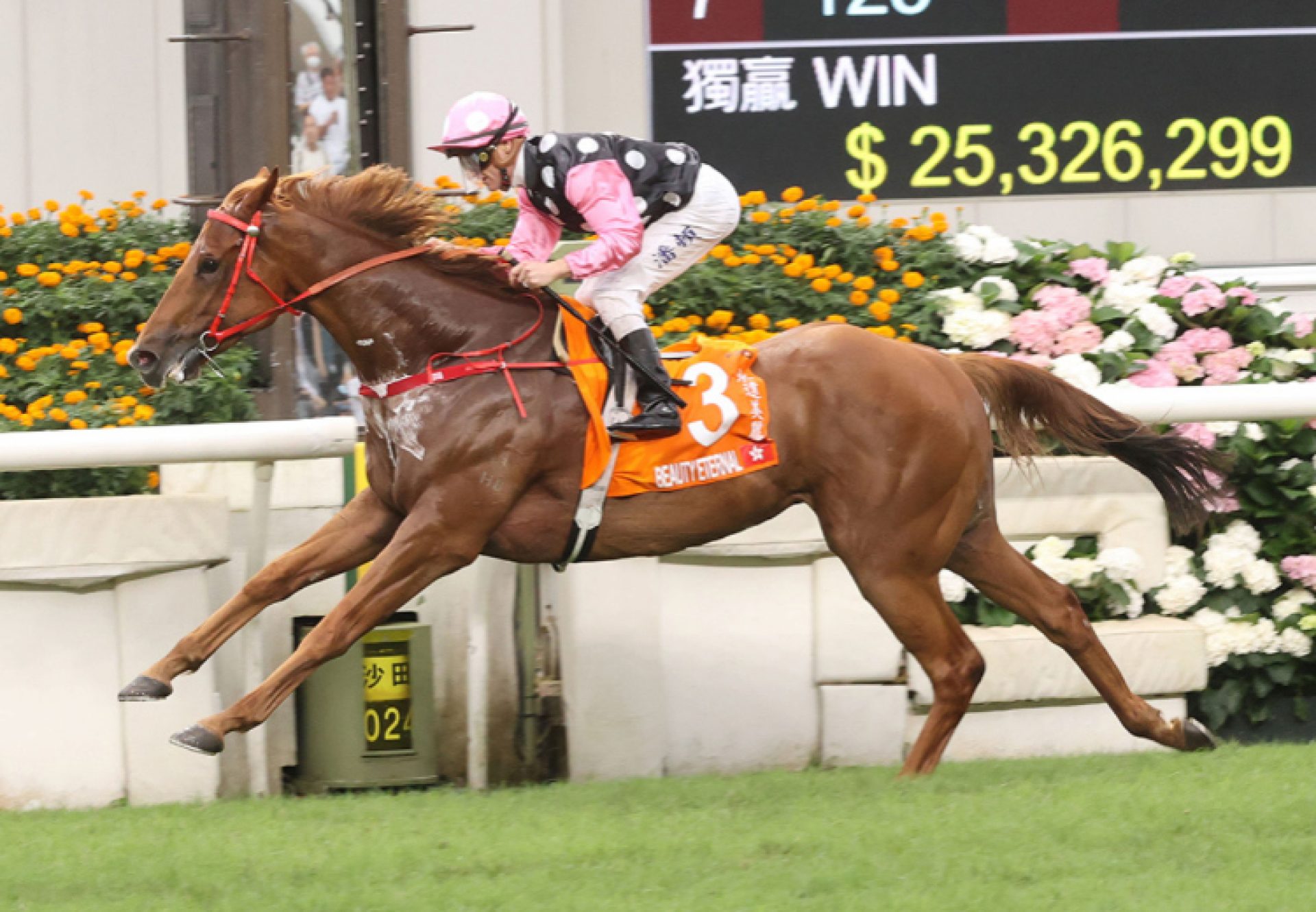 Beauty Eternal (Starspangledbanner) wins G1 Champions Mile