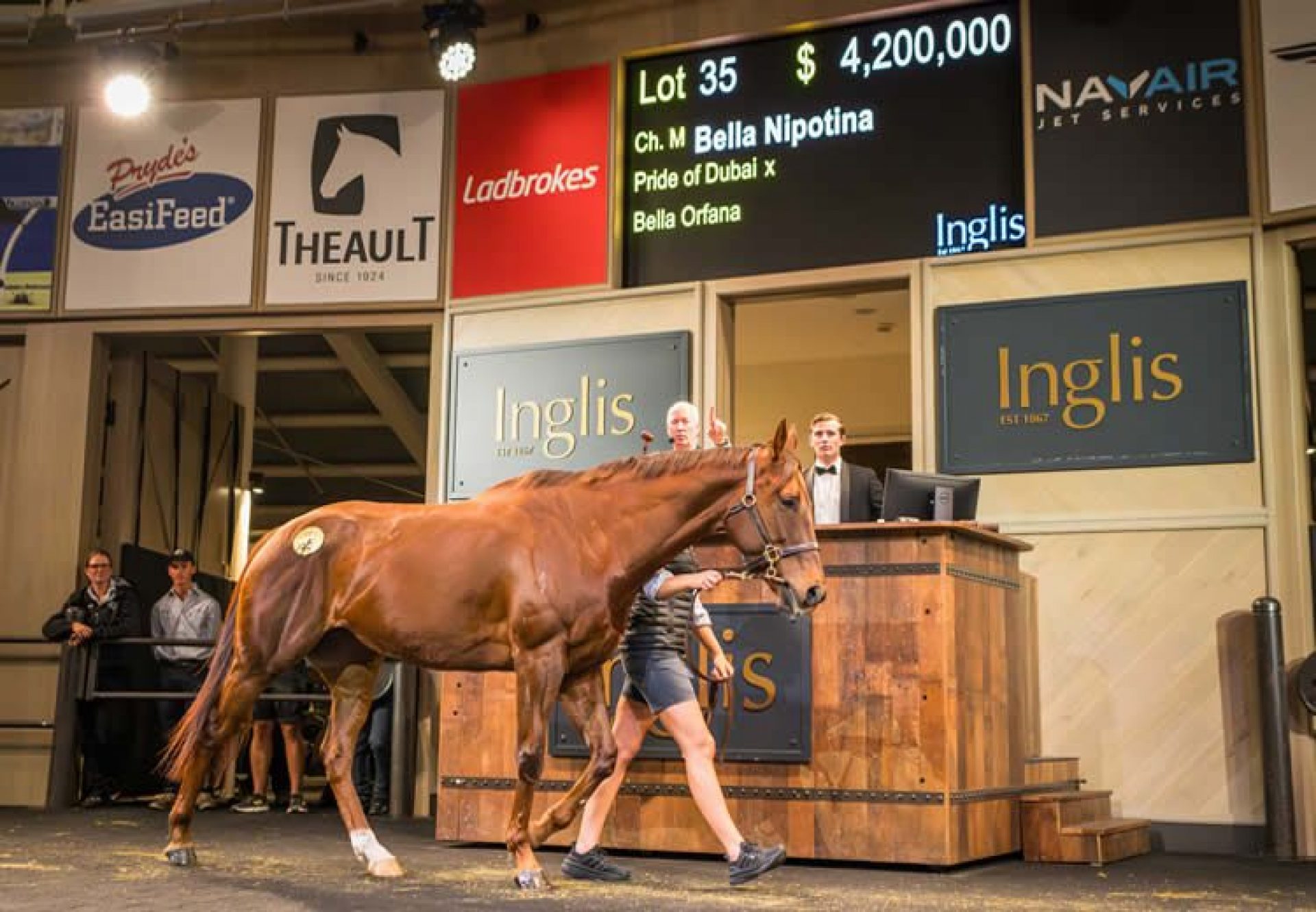 Bella Nipotina (Pride Of Dubai) Sale Ring