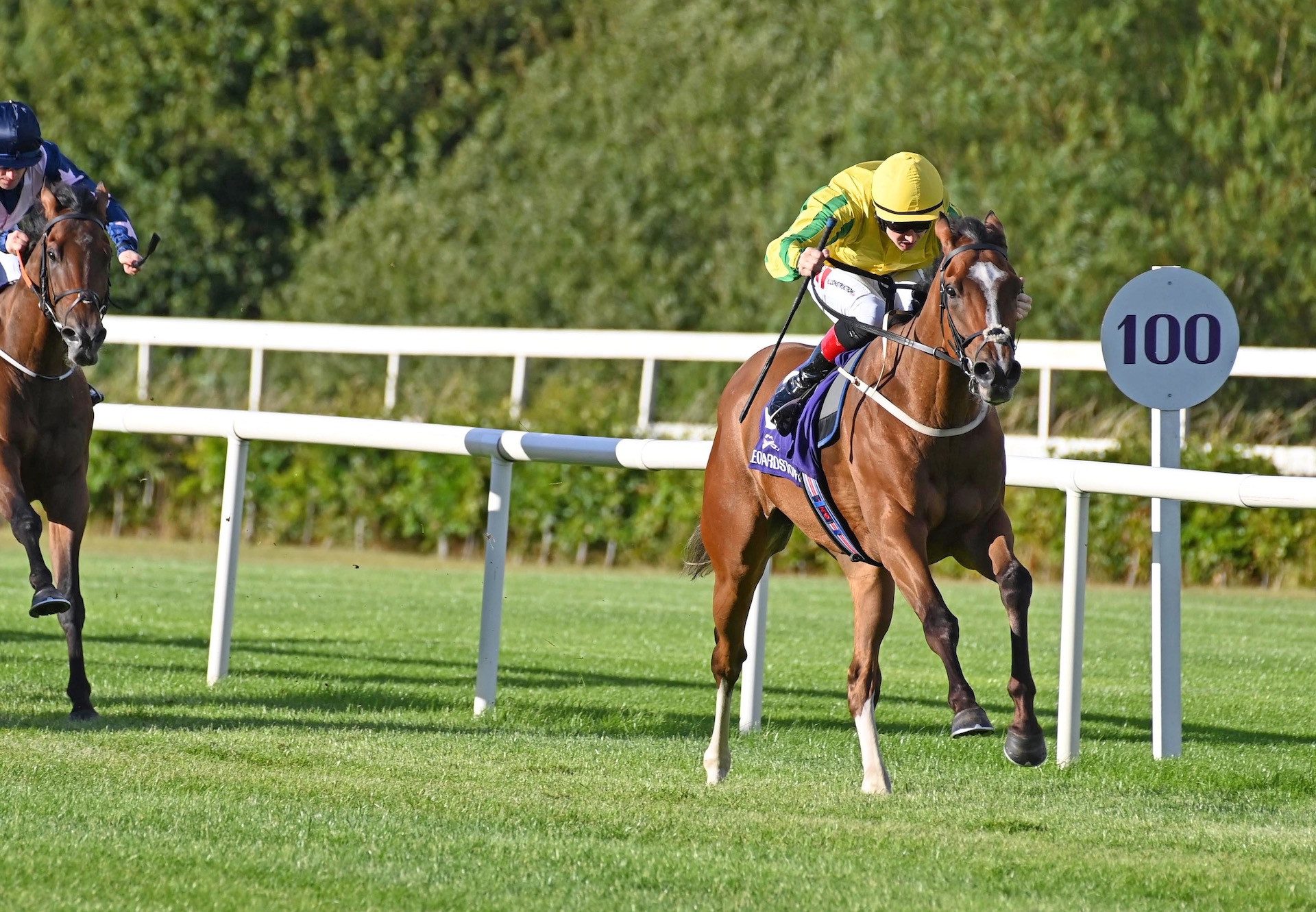 Bingo Bronson (Gleneagles) Impresses On Debut At Leopardstown