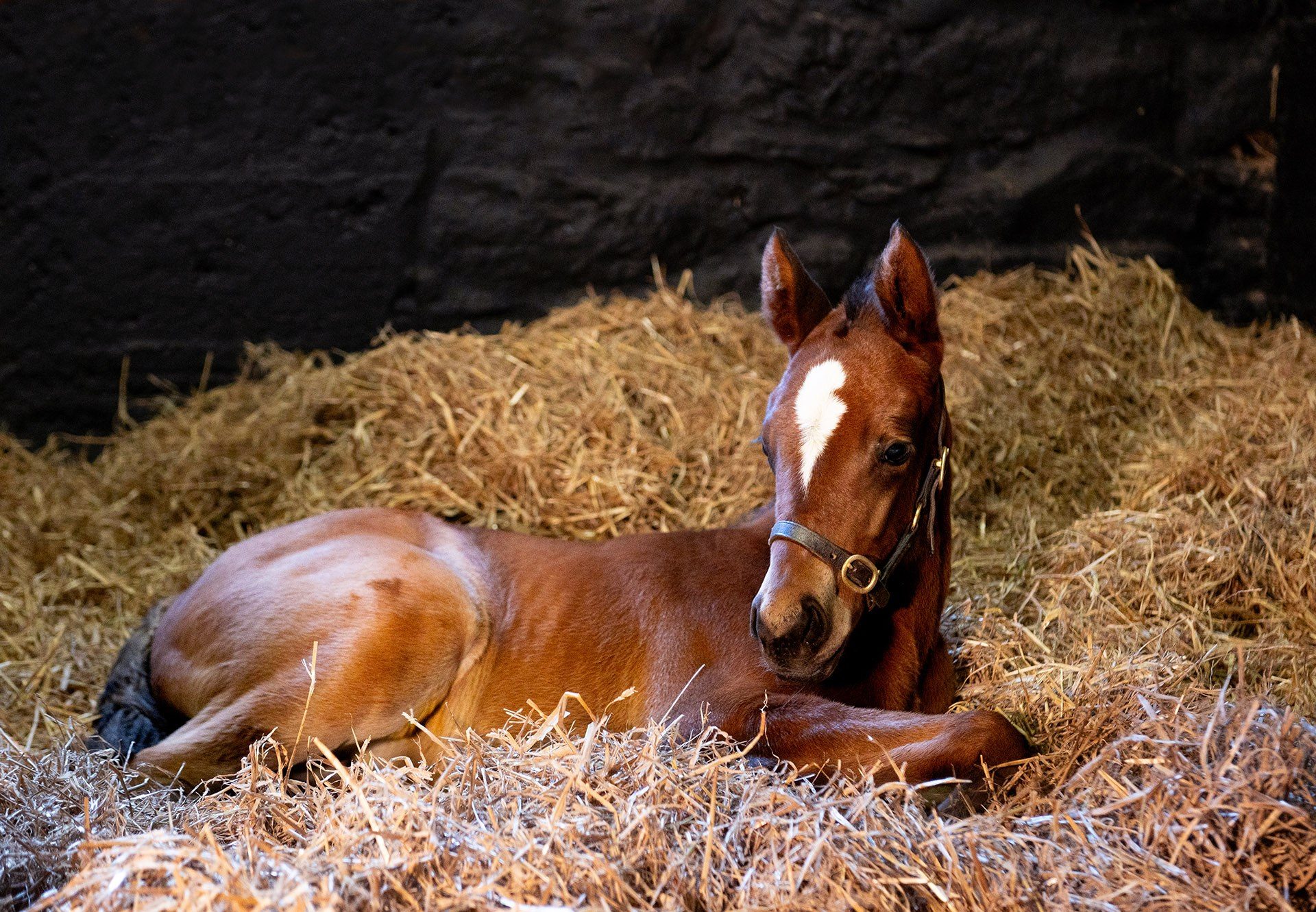 Blackbeard Filly Ex Arabic Charm Web