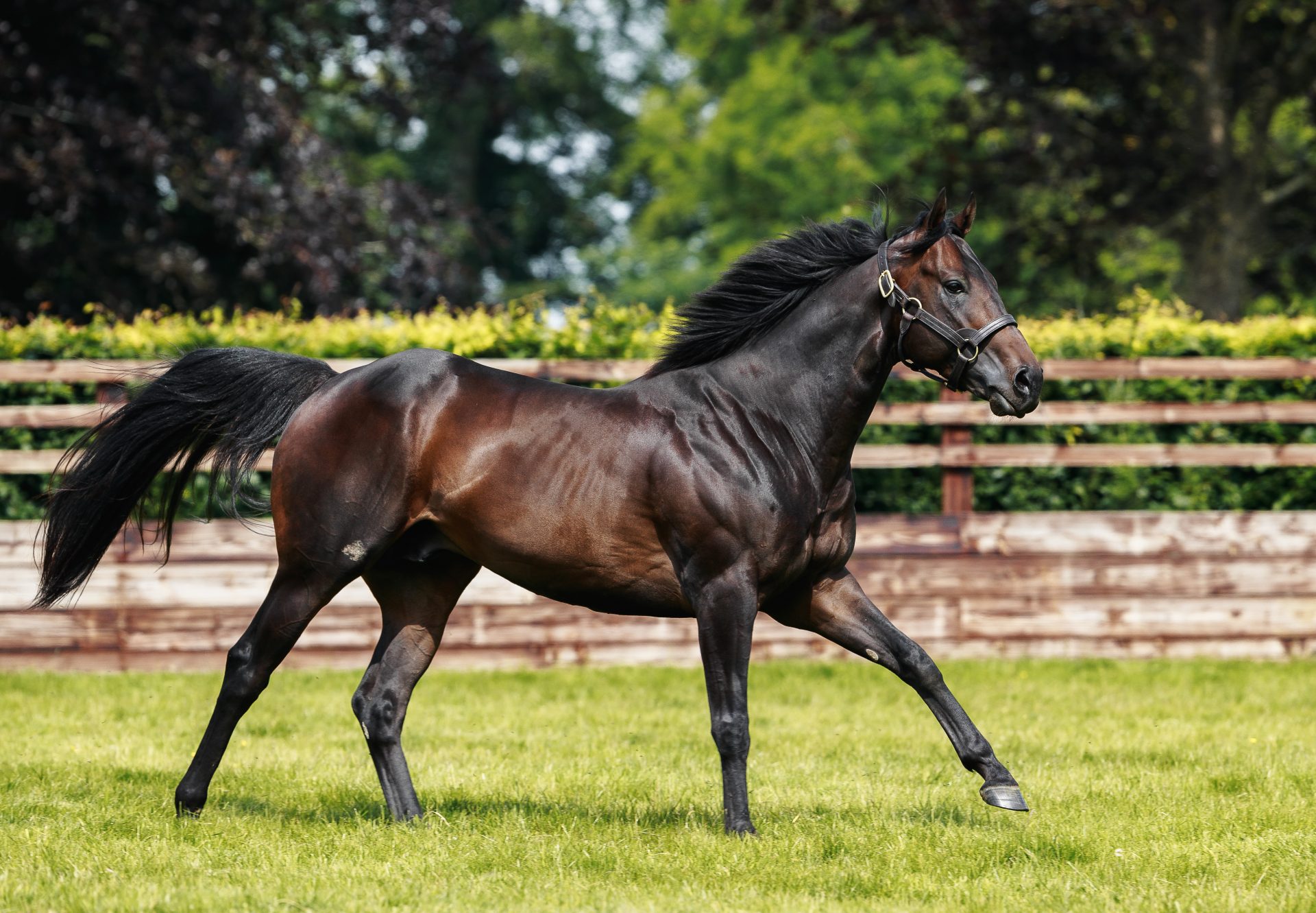 Blackbeard Paddock 230608 27 © Zuzanna Lupa