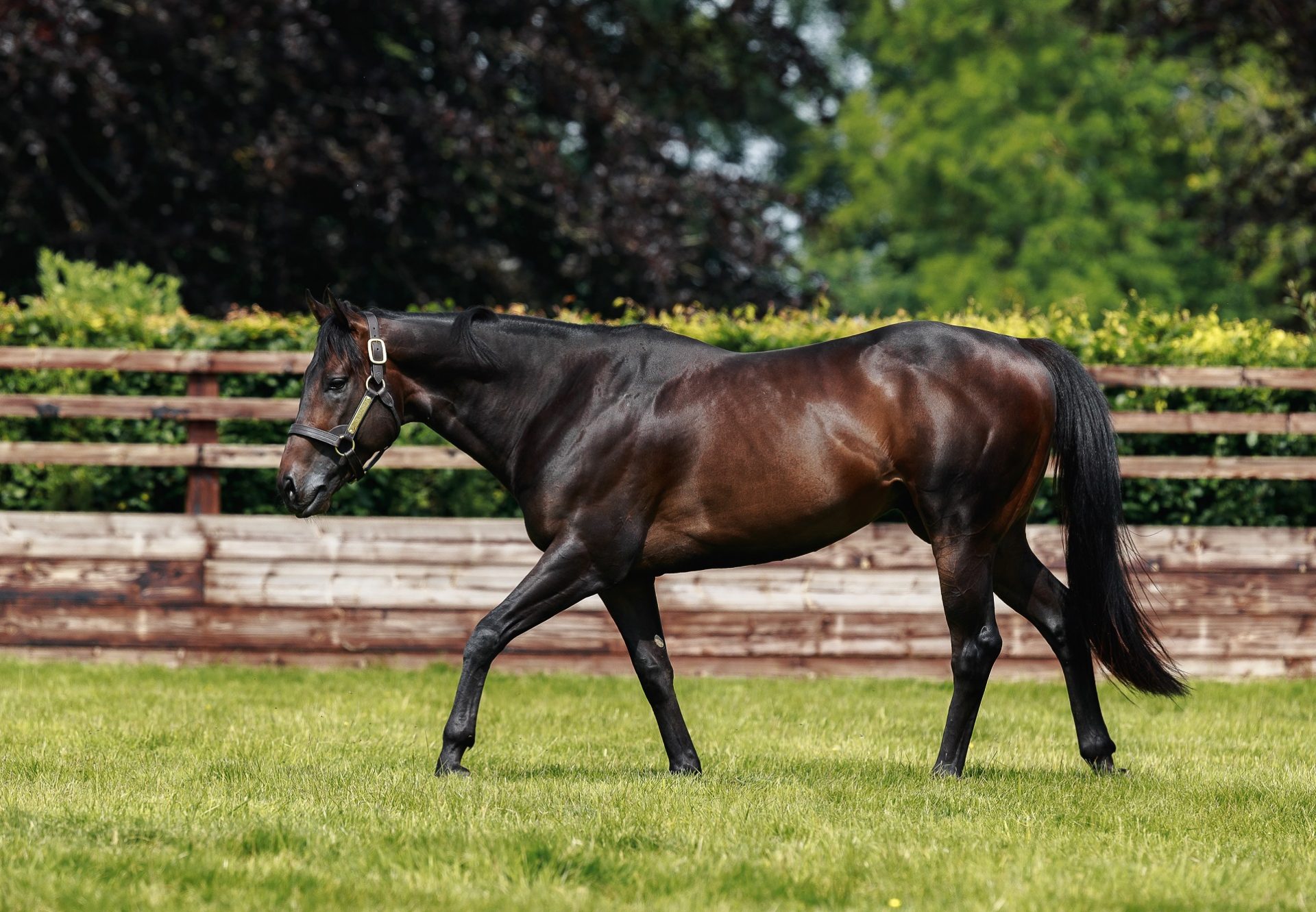 Blackbeard Paddock 3