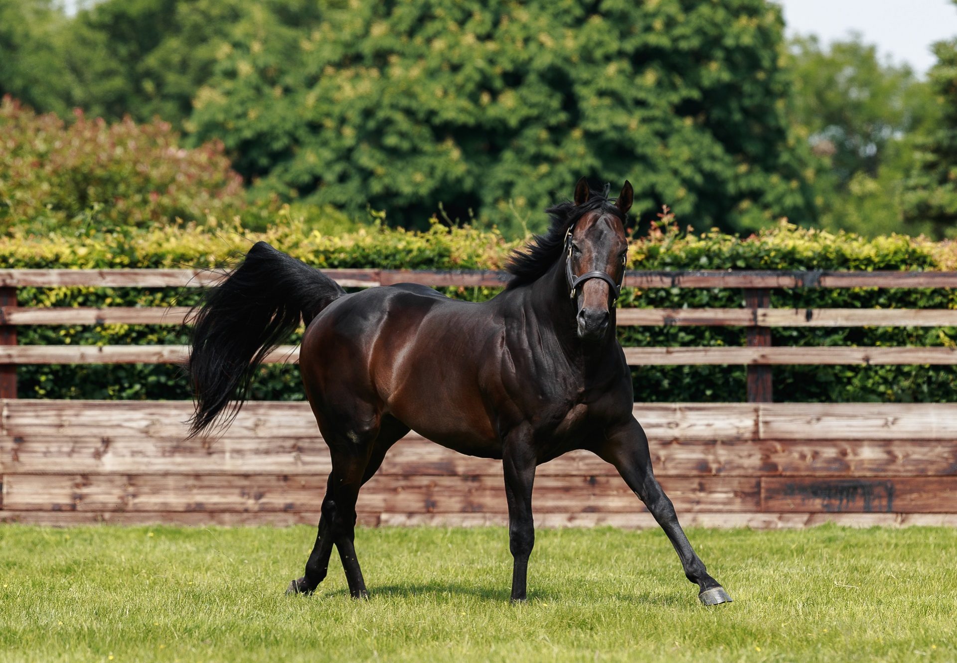 Blackbeard Paddock 5