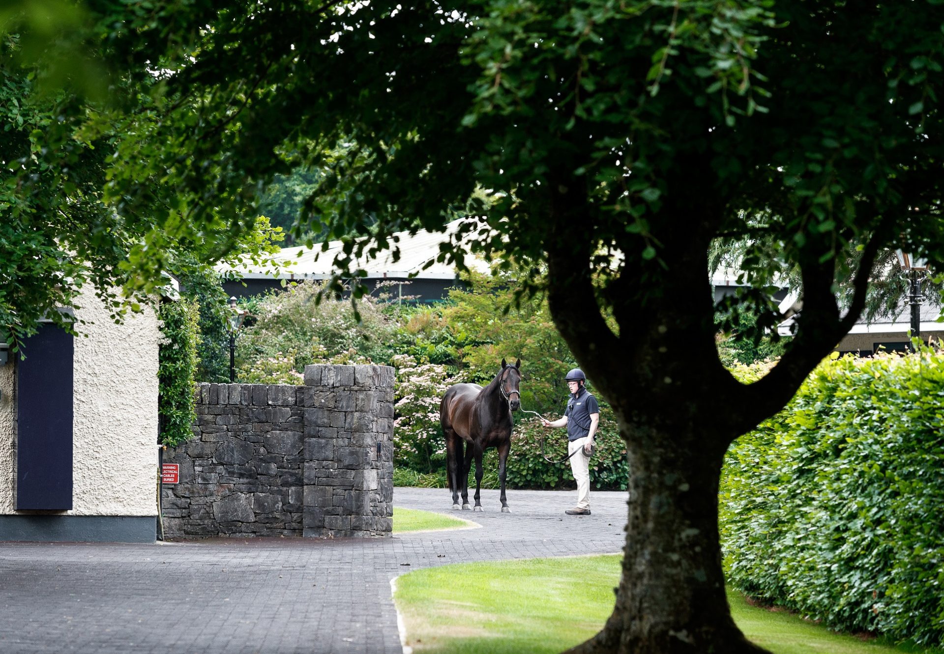 Blackbeard Stallion Yard