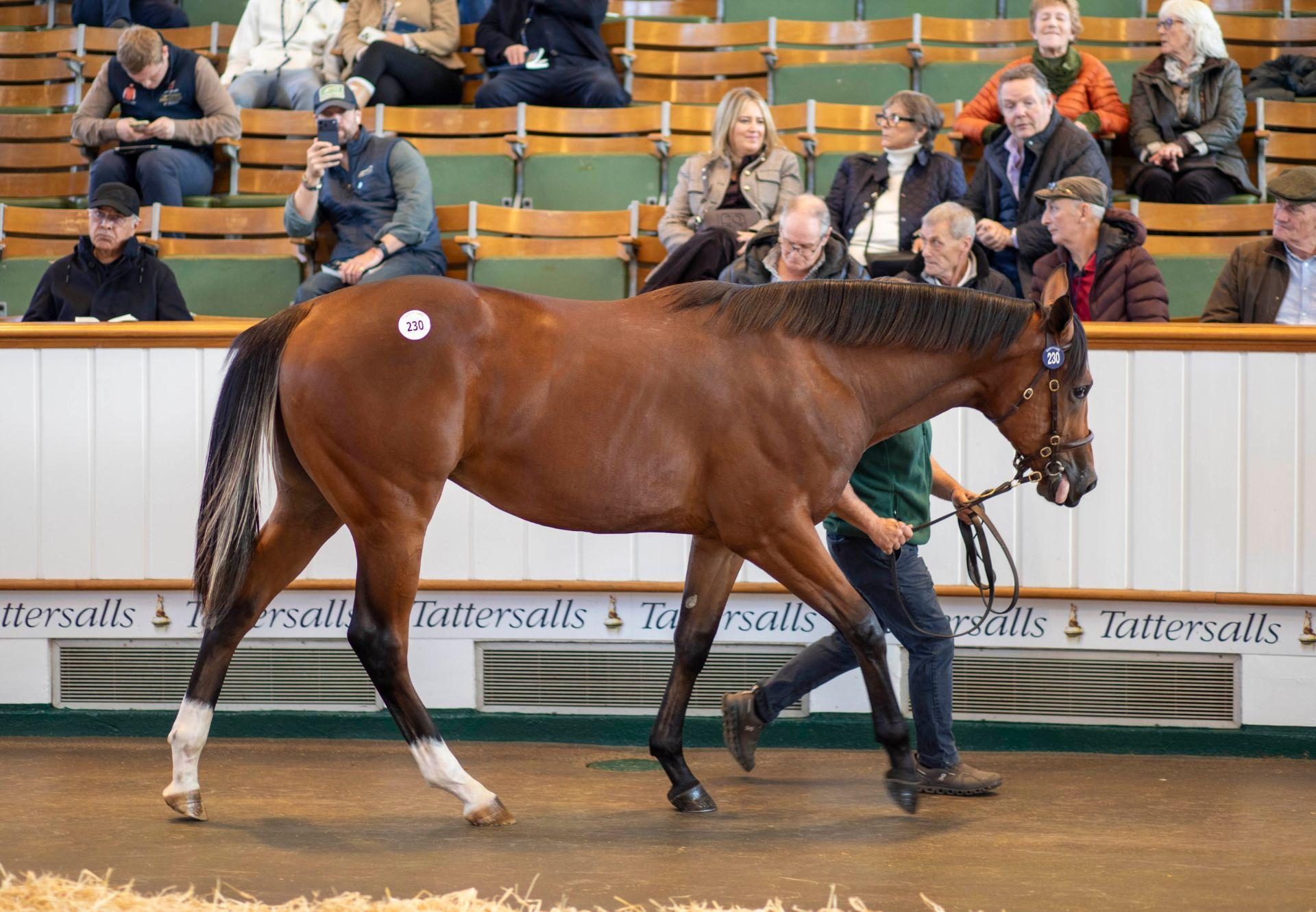 Blackbeard X Liberisque Colt Tattersalls Book 1