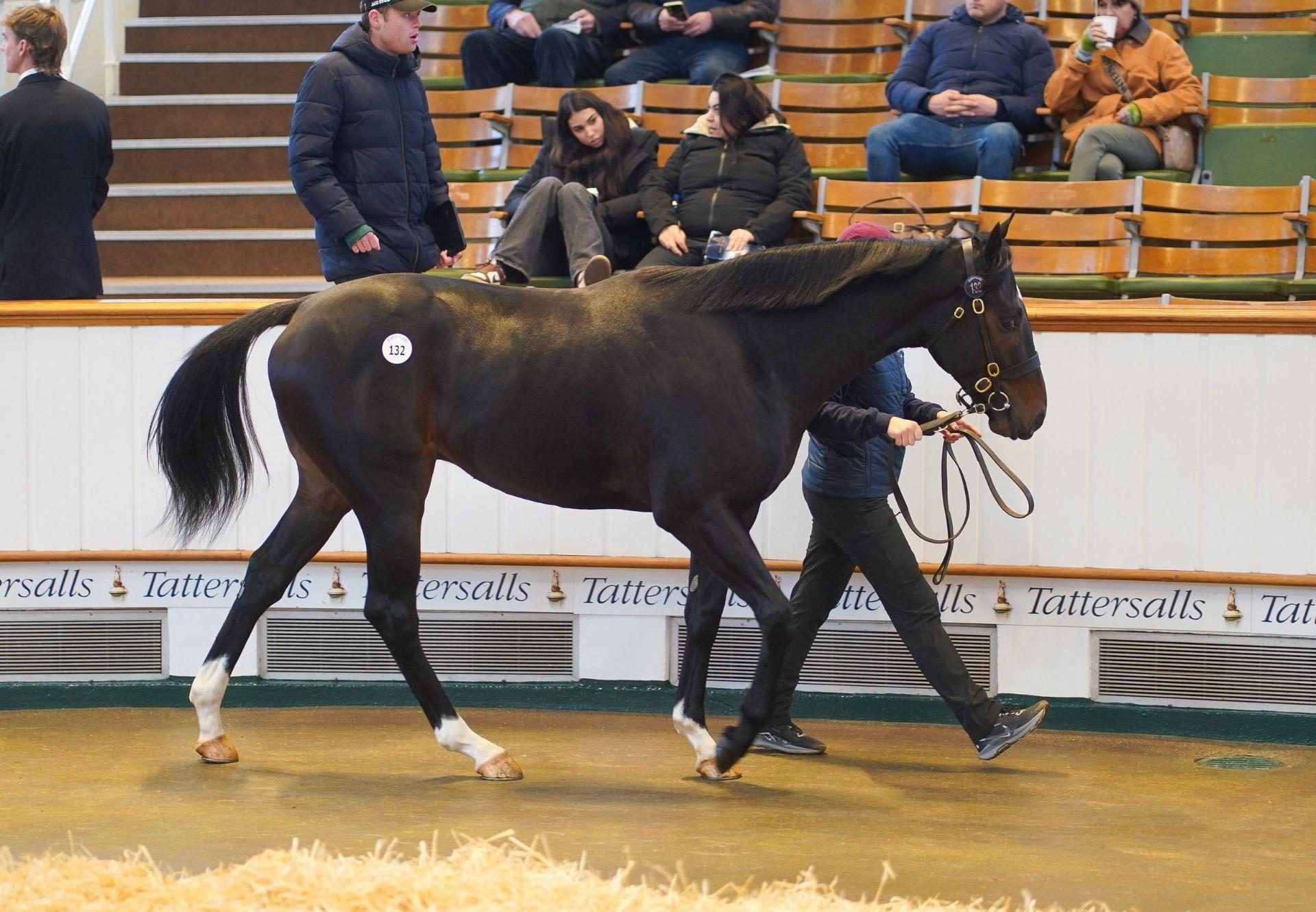 Blackbeard X Pollyana Colt Tattersalls December Yearling Sale