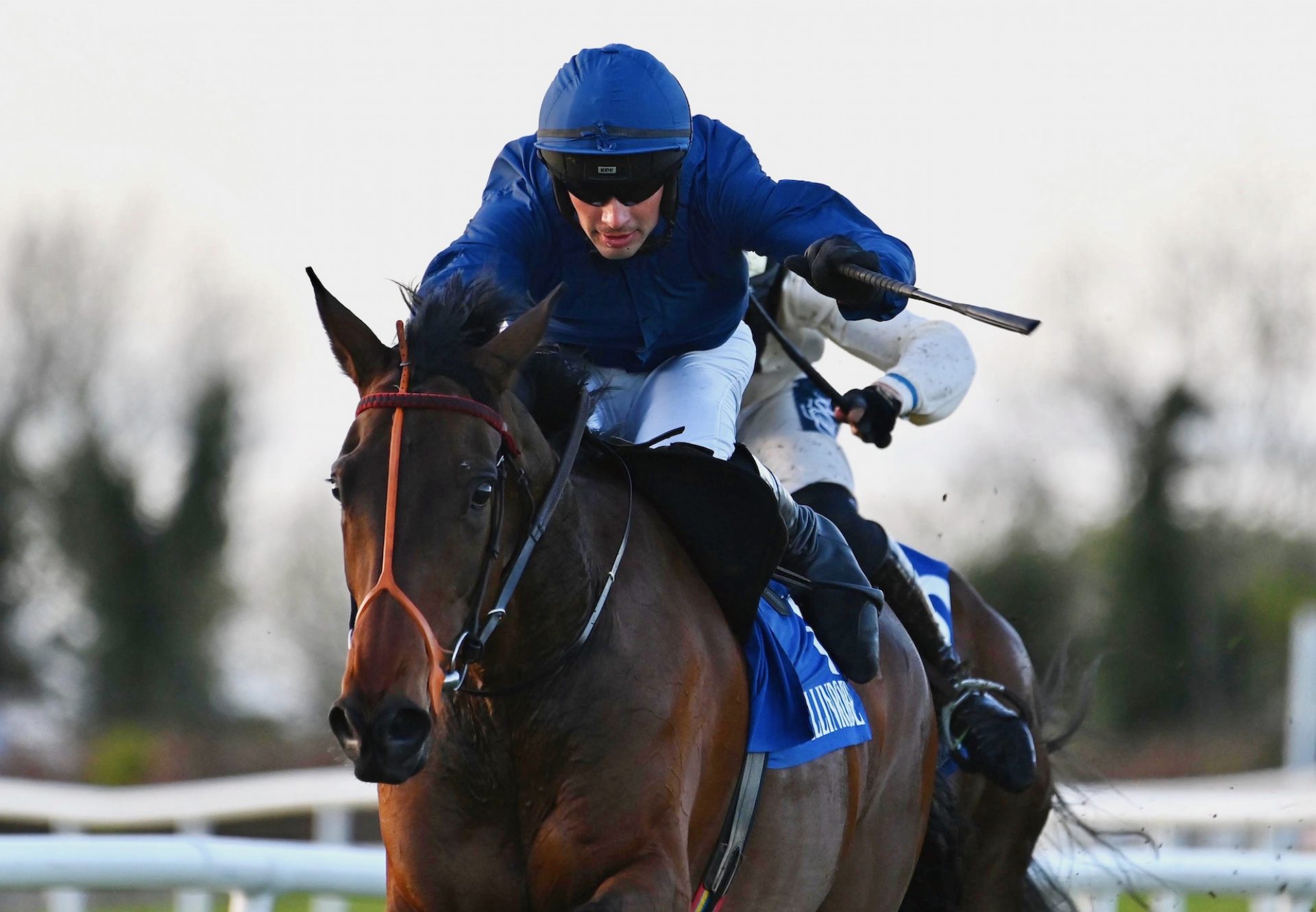 Butch Cassidy (Walk In The Park) Wins On Debut At Ballinrobe