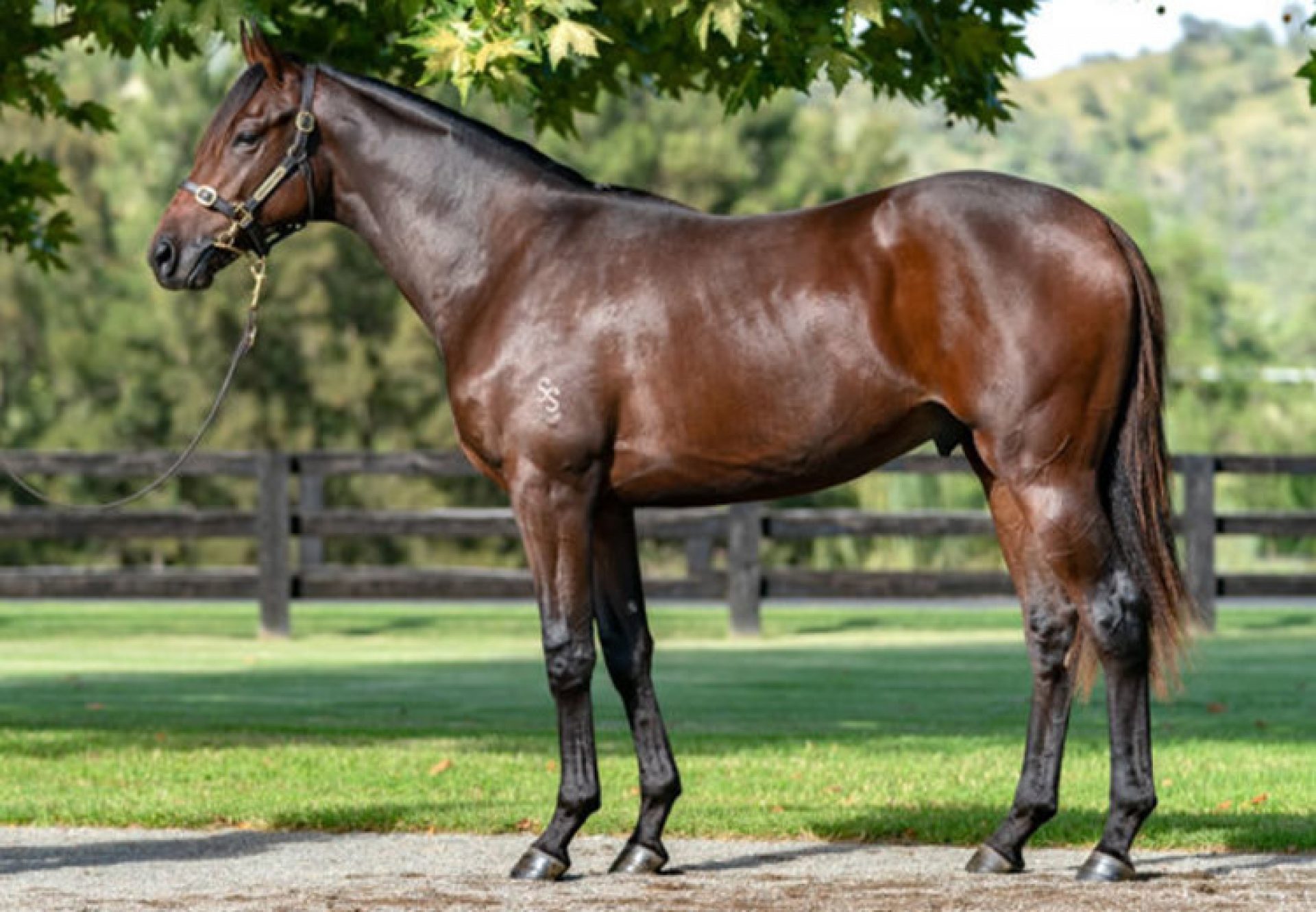 So You Think X Martilago colt conformation shot