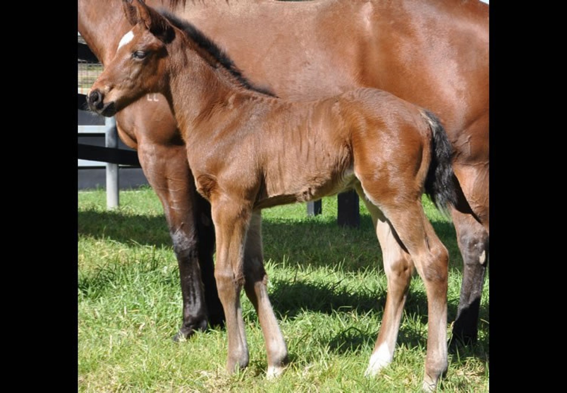 Adelaide ex Tropicana Lady colt foal conformation shot