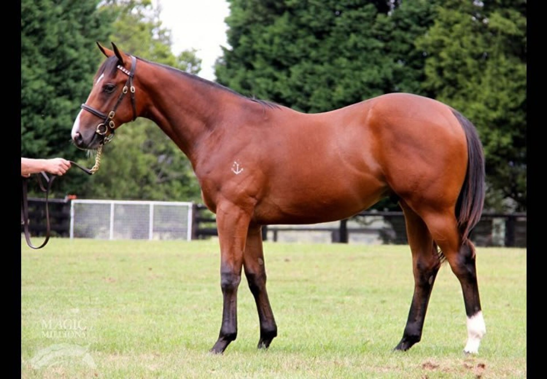 Fastnet Rock x Gold Anthem colt