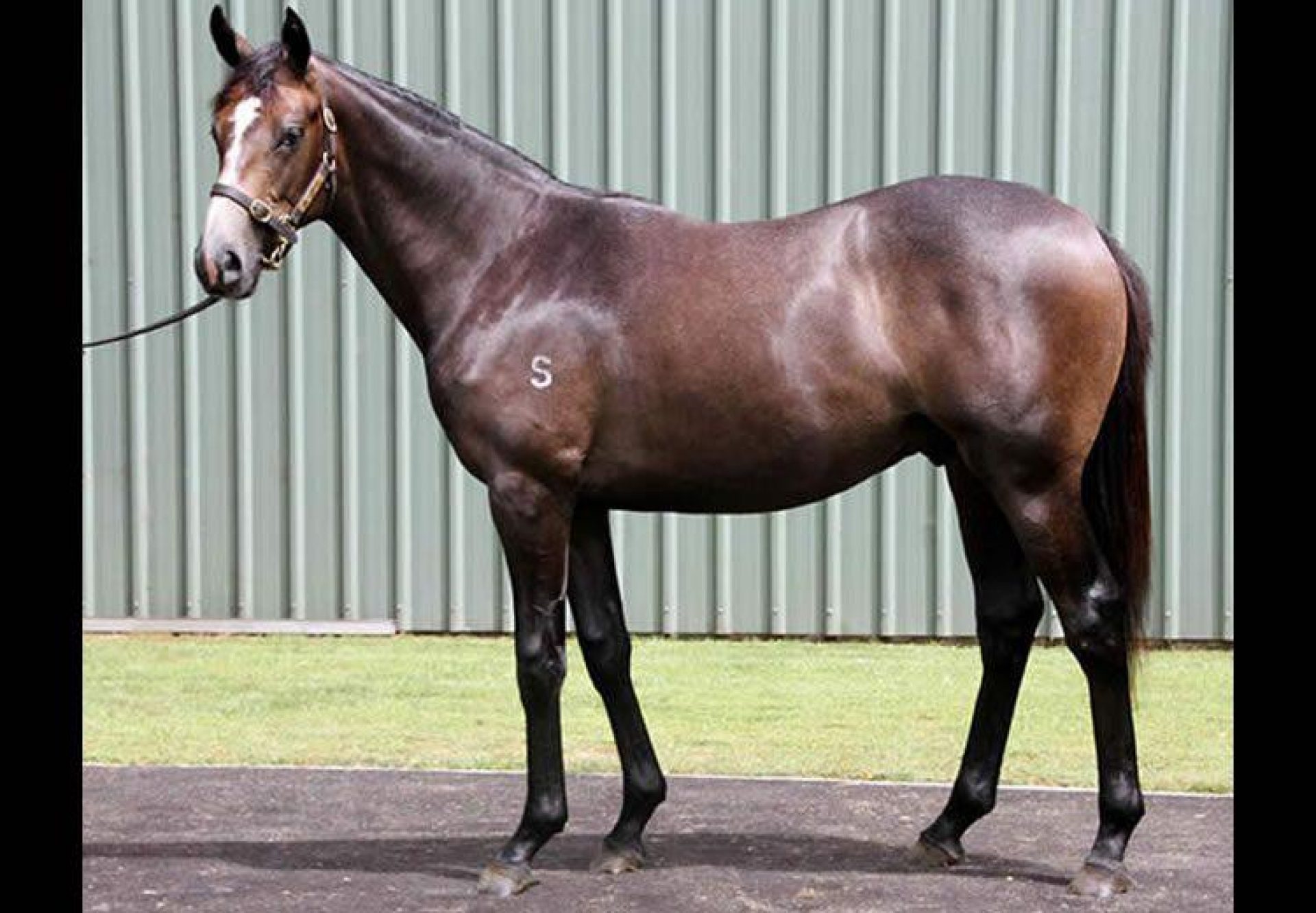 Mastercraftsman ex Belle Diva conformation shot