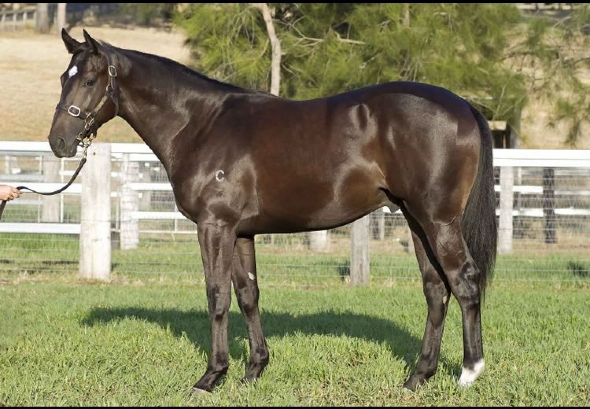 Pierro ex Mica's Pride yearling colt conformation shot