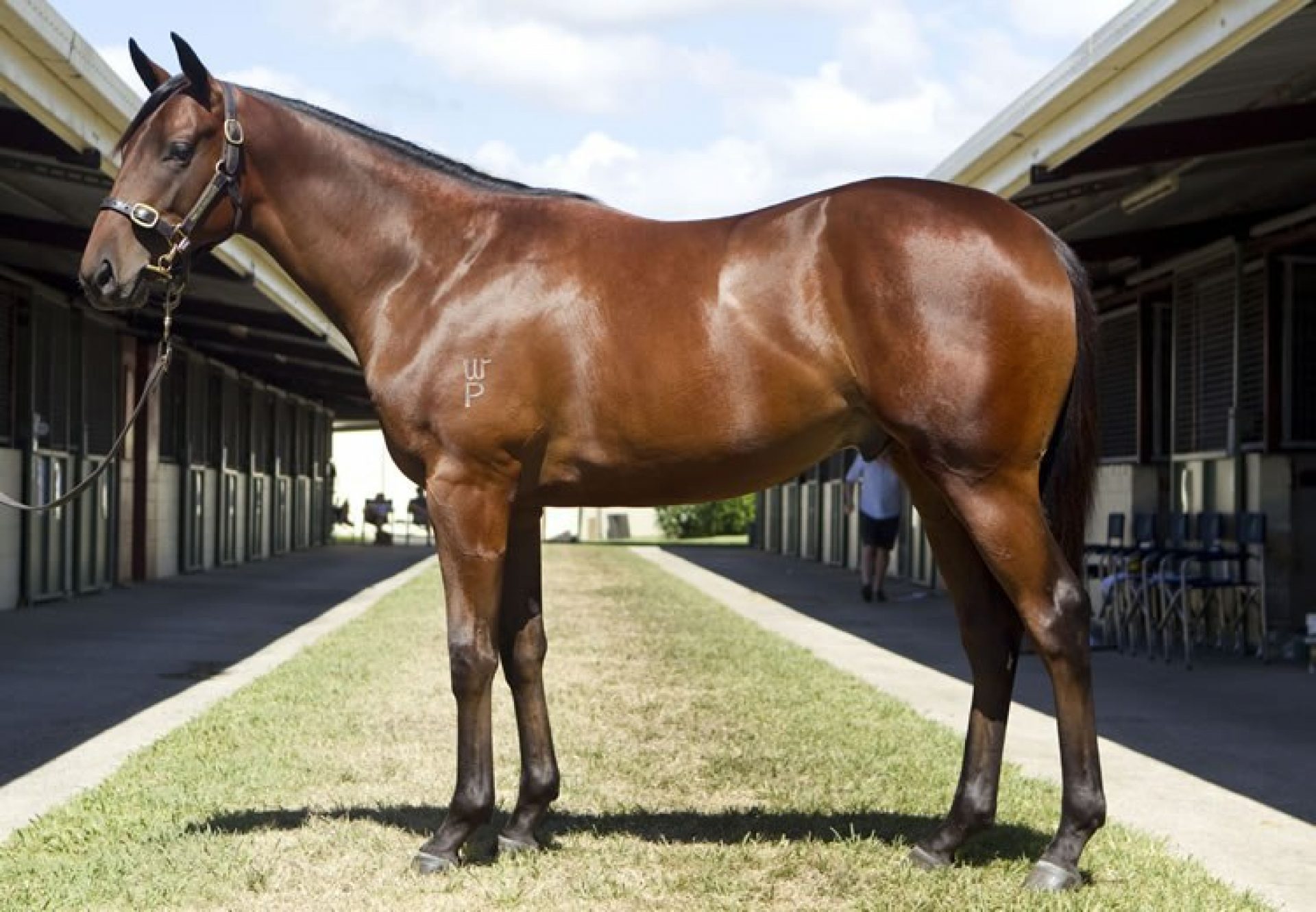 So You Think x Sun Song colt