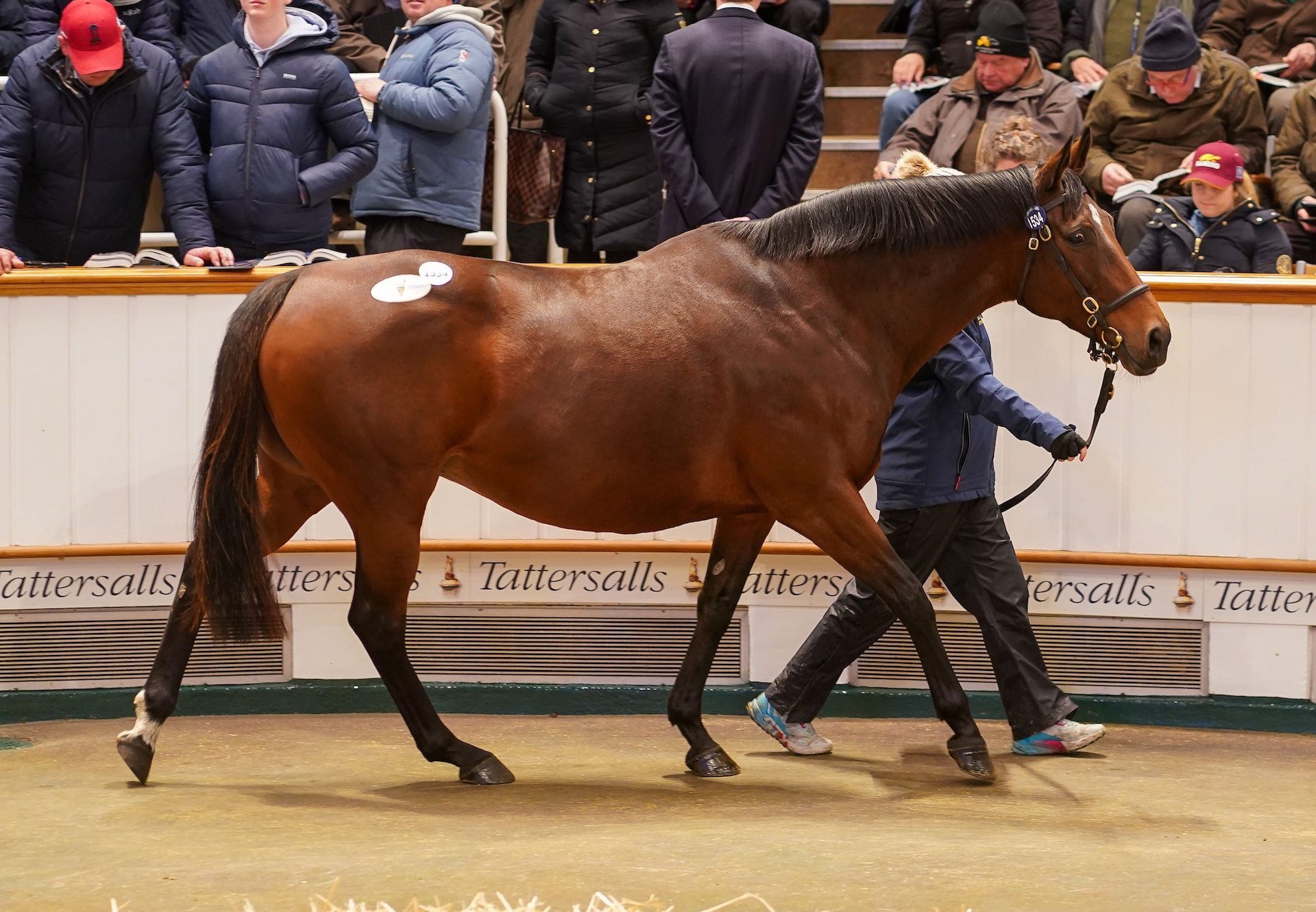 Callisto Star (Starspangledbanner) Sells For 675,000gns