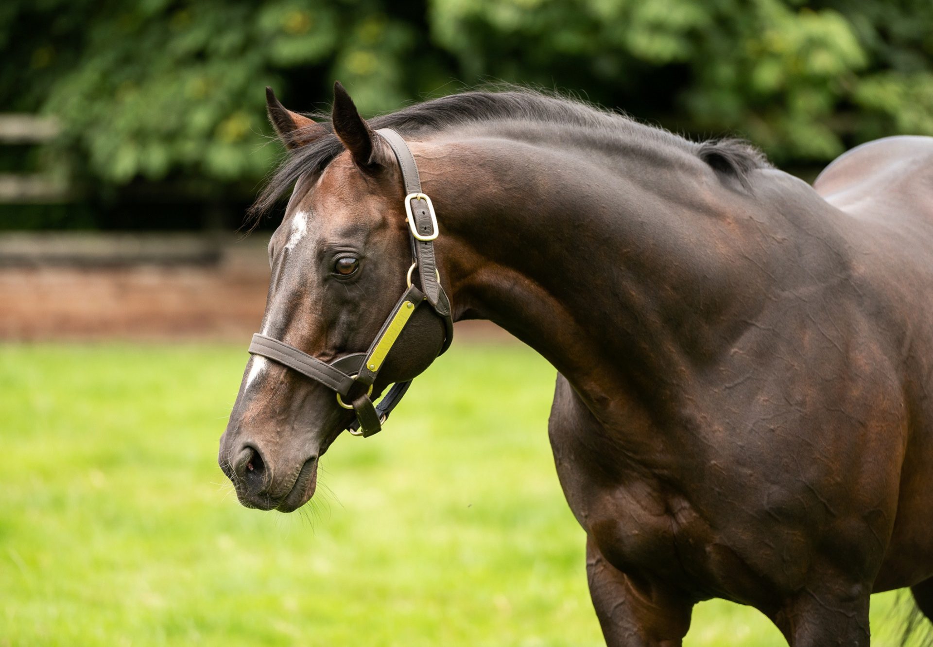 Camelot Paddock Shot