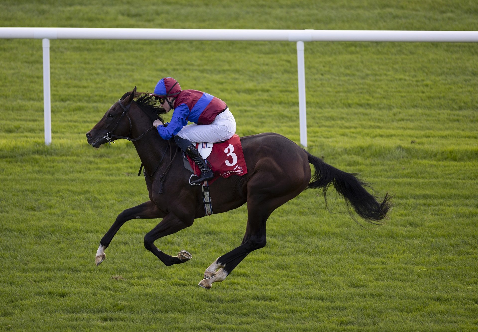 Charles Fort St Marks Basilica Cork
