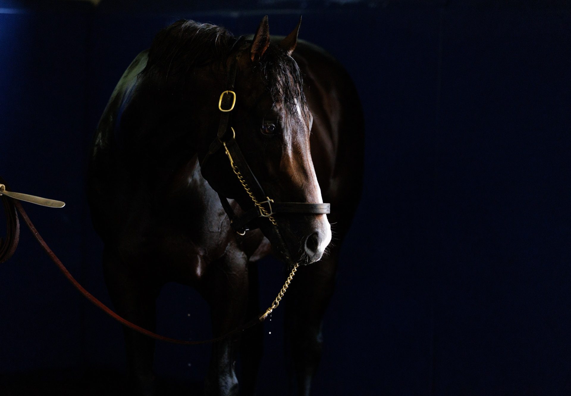 Classic Empire Head Shot