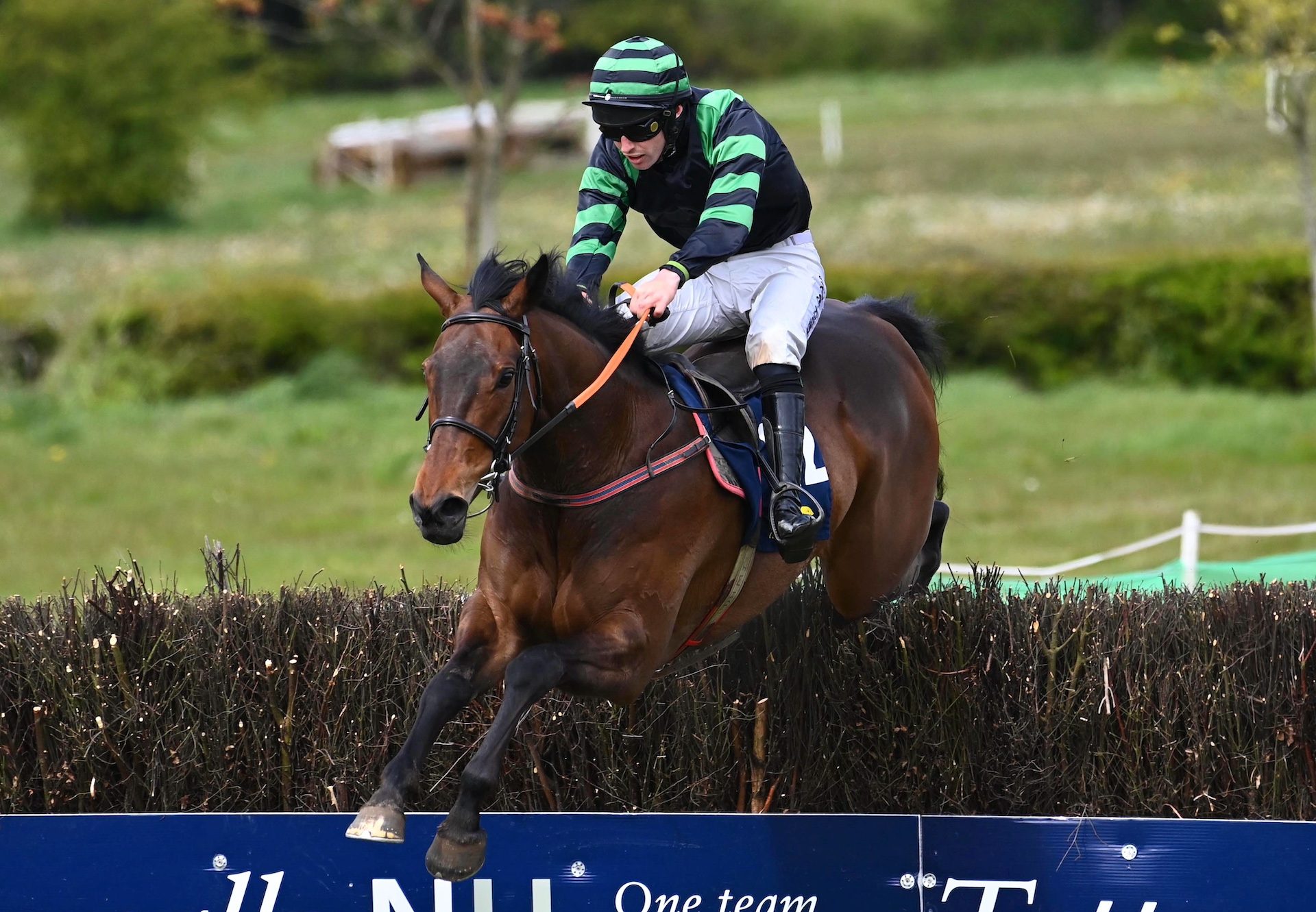 Classical Creek (Walk in the Park) Wins The 4 Yo Maiden At Tattersalls
