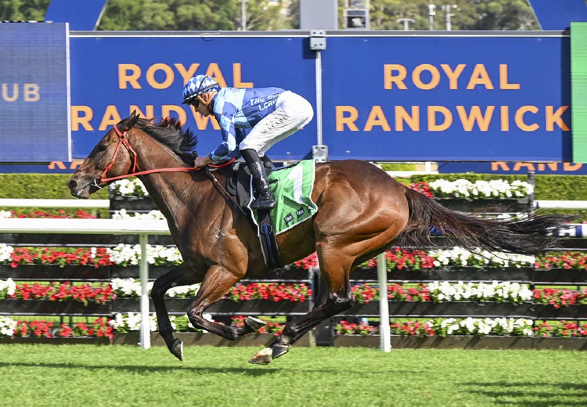 Cool Jakey Randwick 750