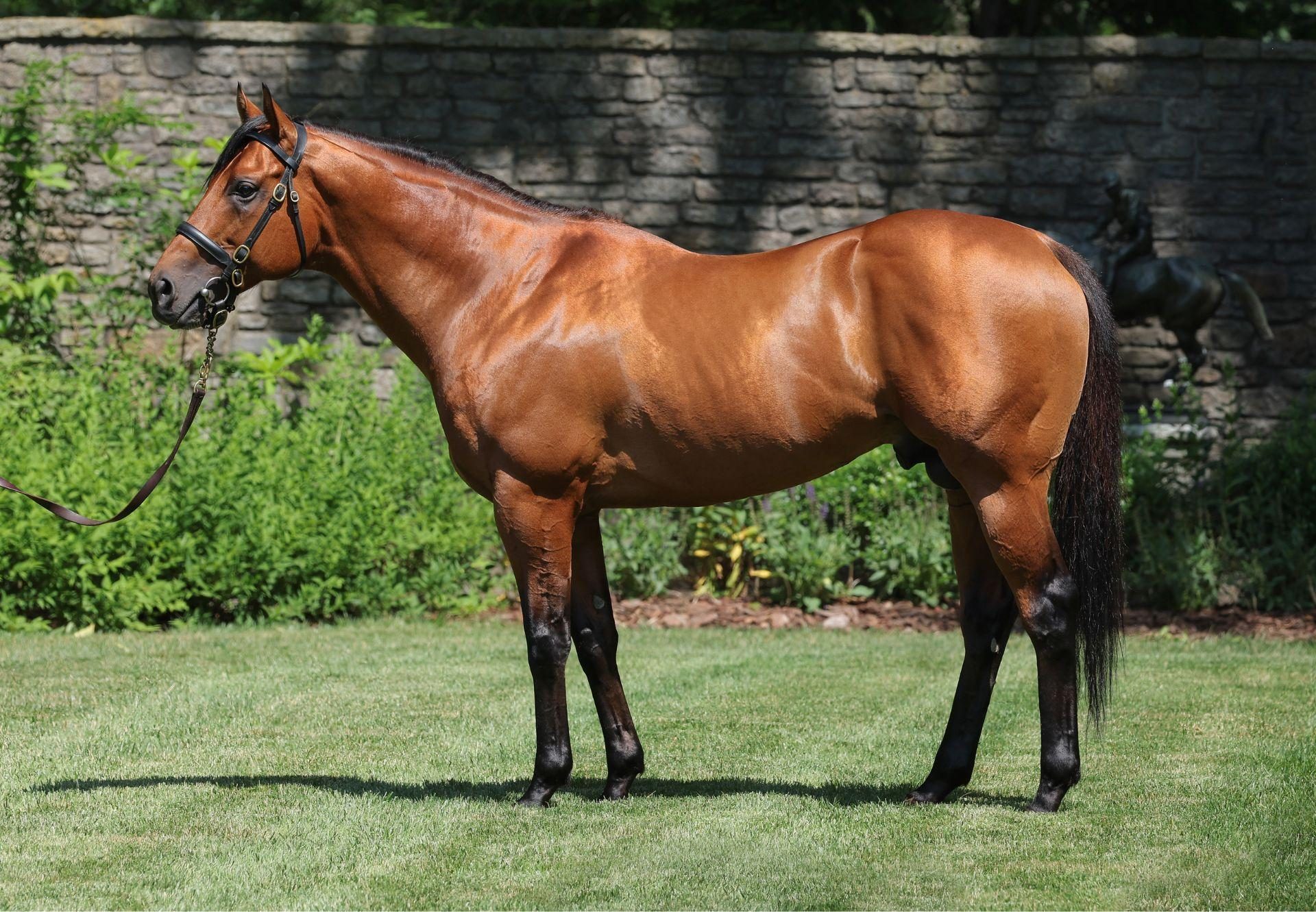 Corniche Conformation Website