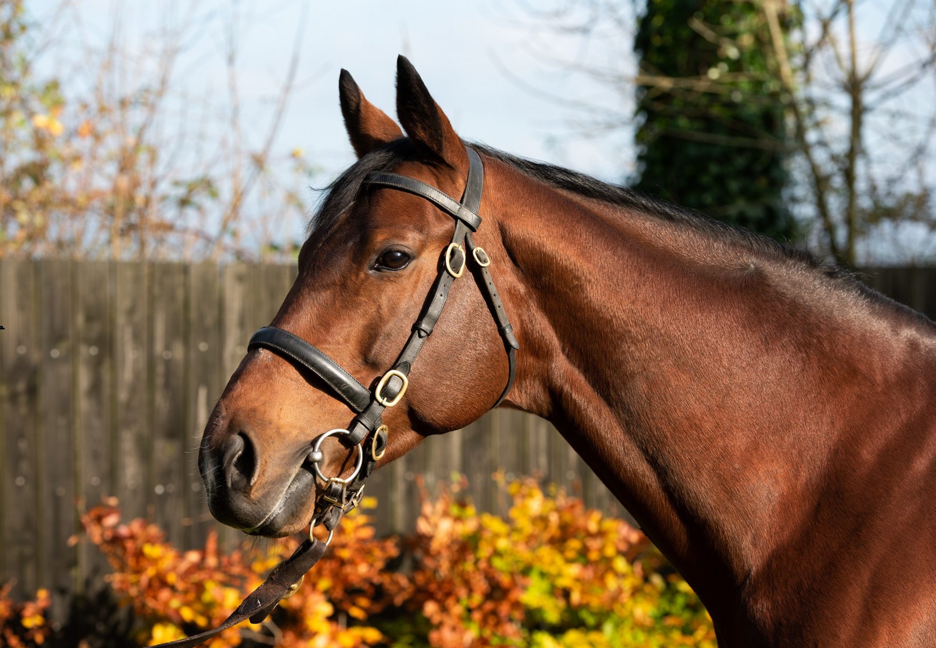 Crystal Ocean Head Shot