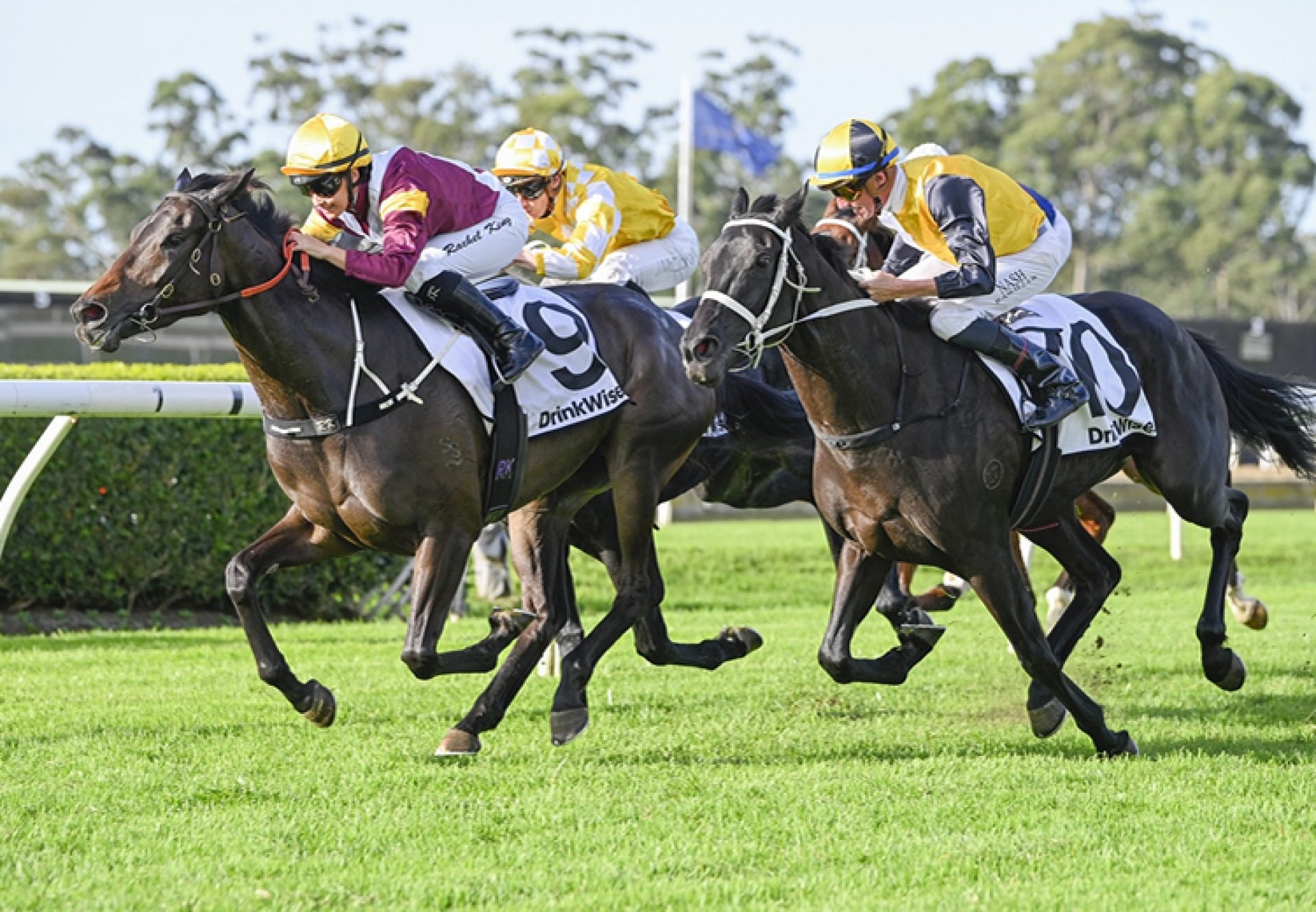 Dame Commander (So You tHINK) Wf 750