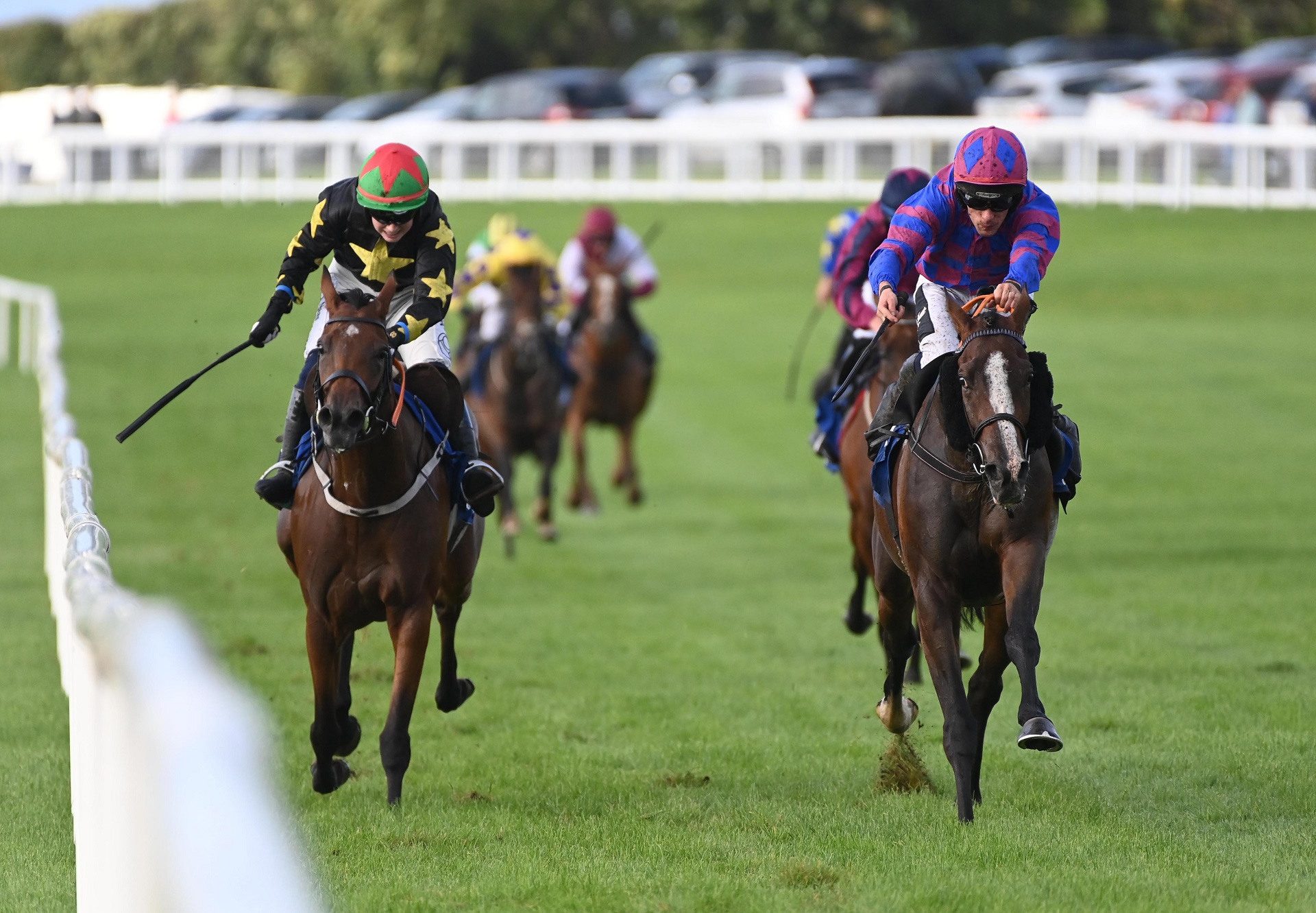 Damoso (vadamos) Ballinrobe