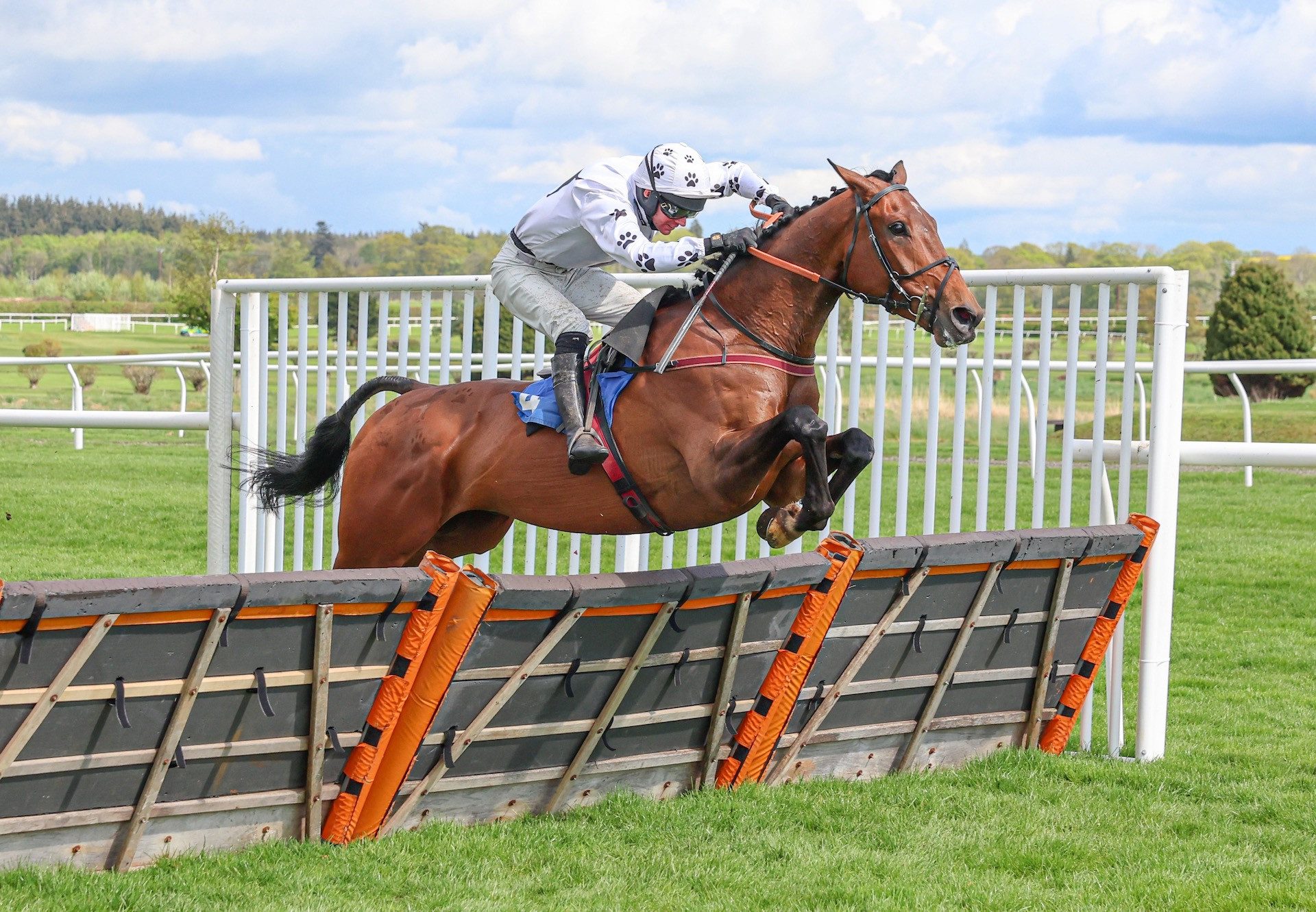 Domandlouis (Getaway) Wins The Novices’ Hurdle At Kelso