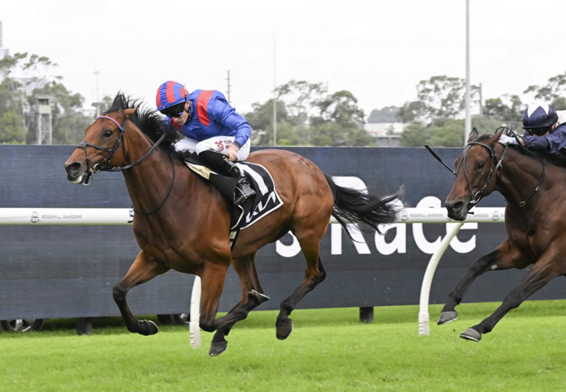 Dubai Honour (Pride of Dubai) Tancred 750