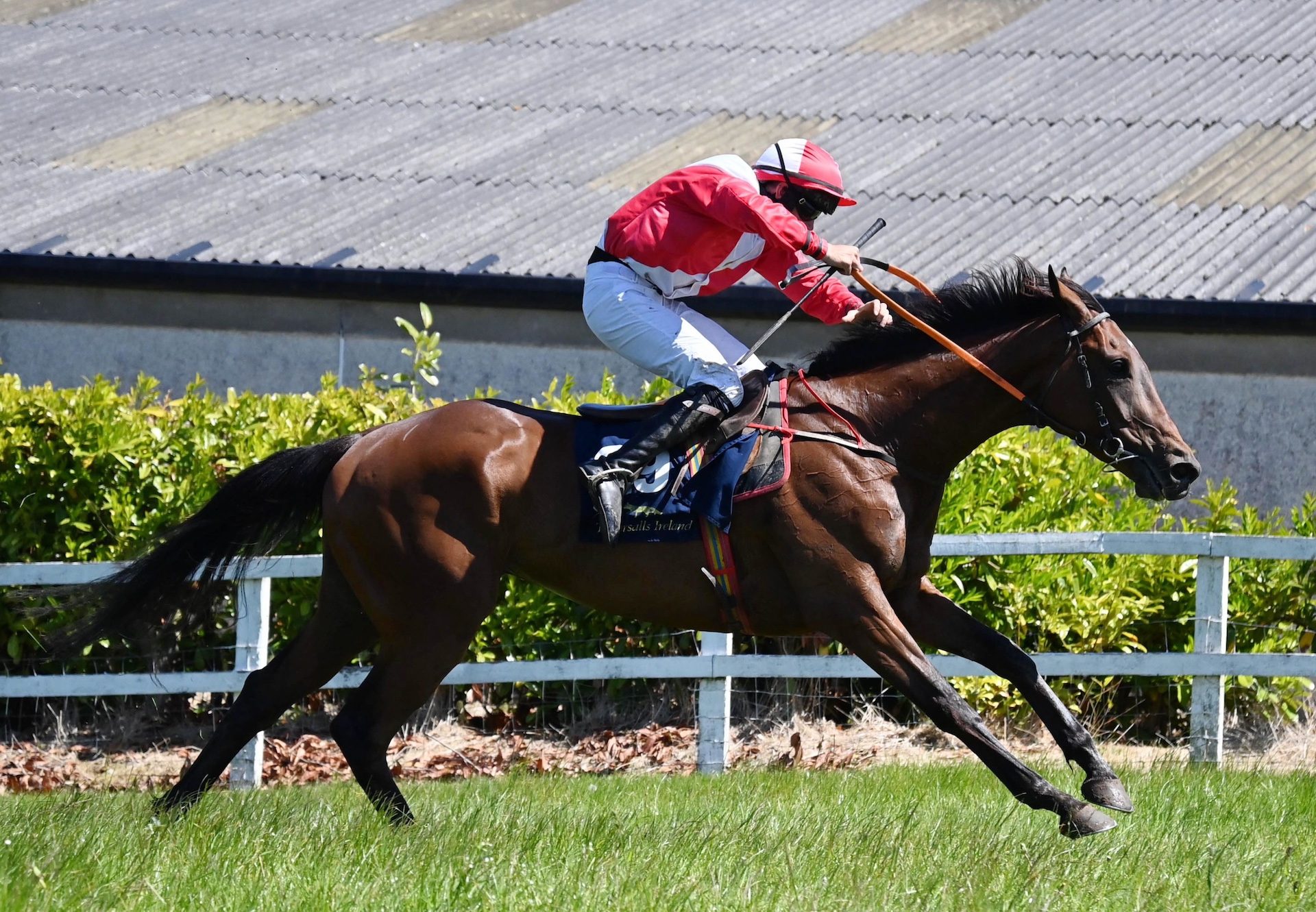 Eagle Warrior (Wings Of Eagles) Tattersalls