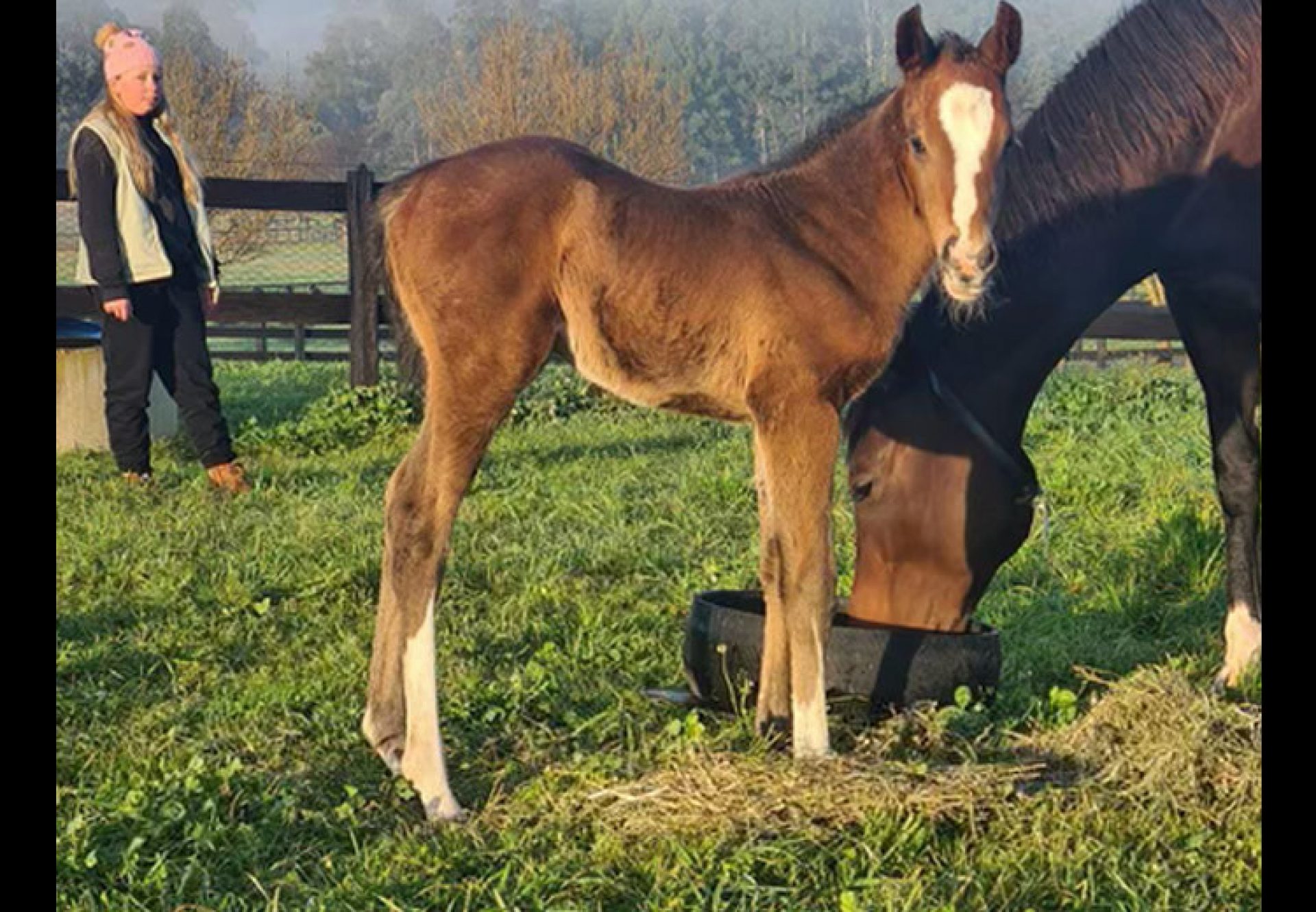 Magna Grecia X High Spec filly foal