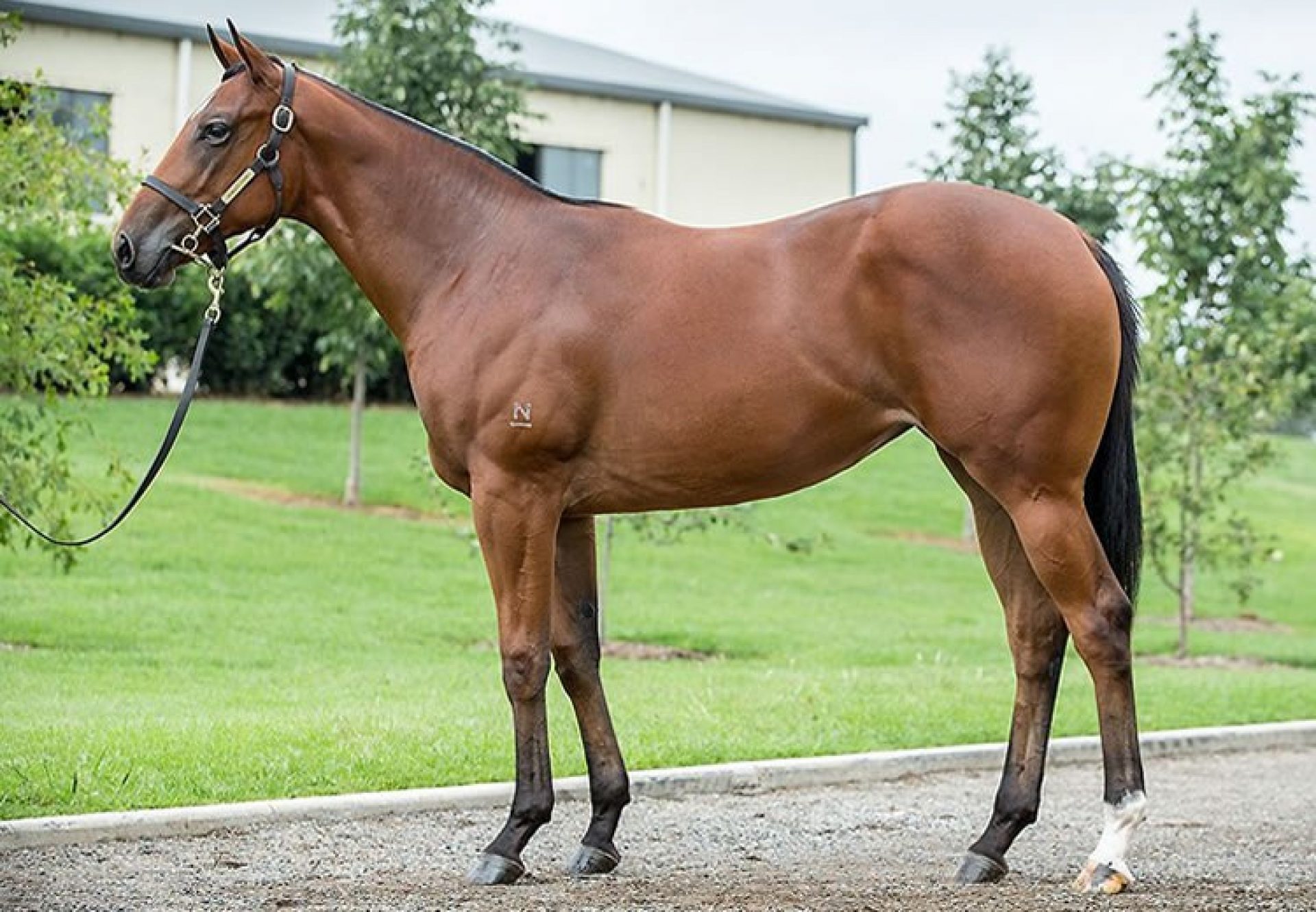 Fastnet Rock x Fleur Dehere filly