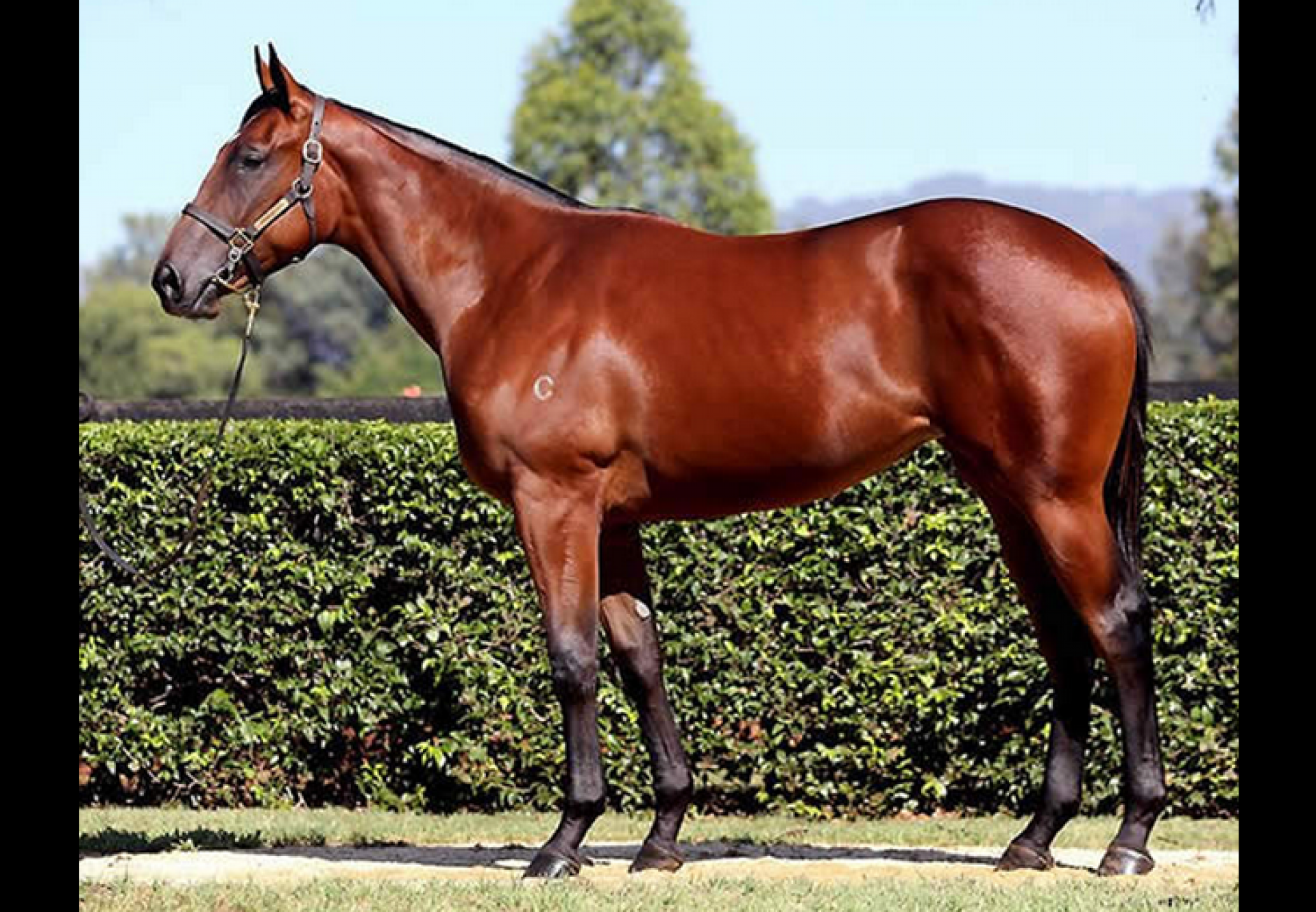 Fastnet Rock x Perfect Persuasion filly