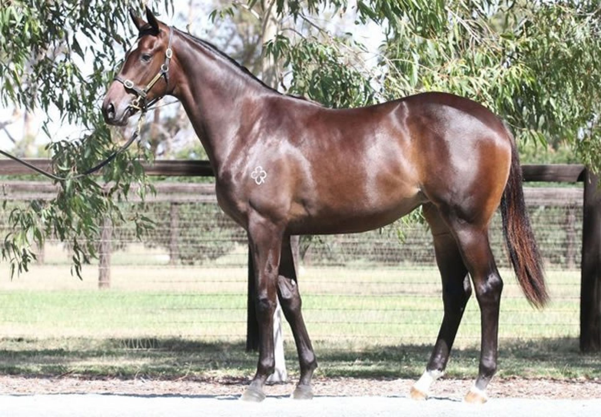 So You Think x Valour filly