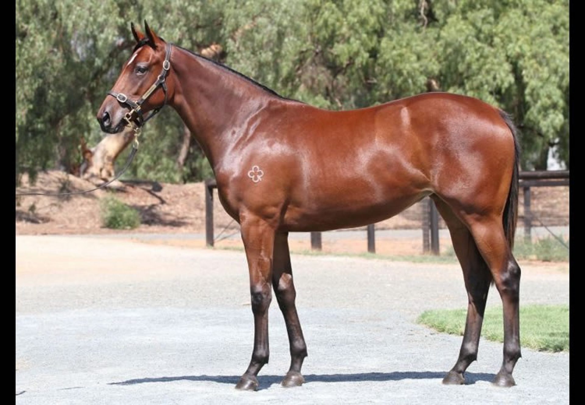 So You Think ex Limoncino filly conformation shot