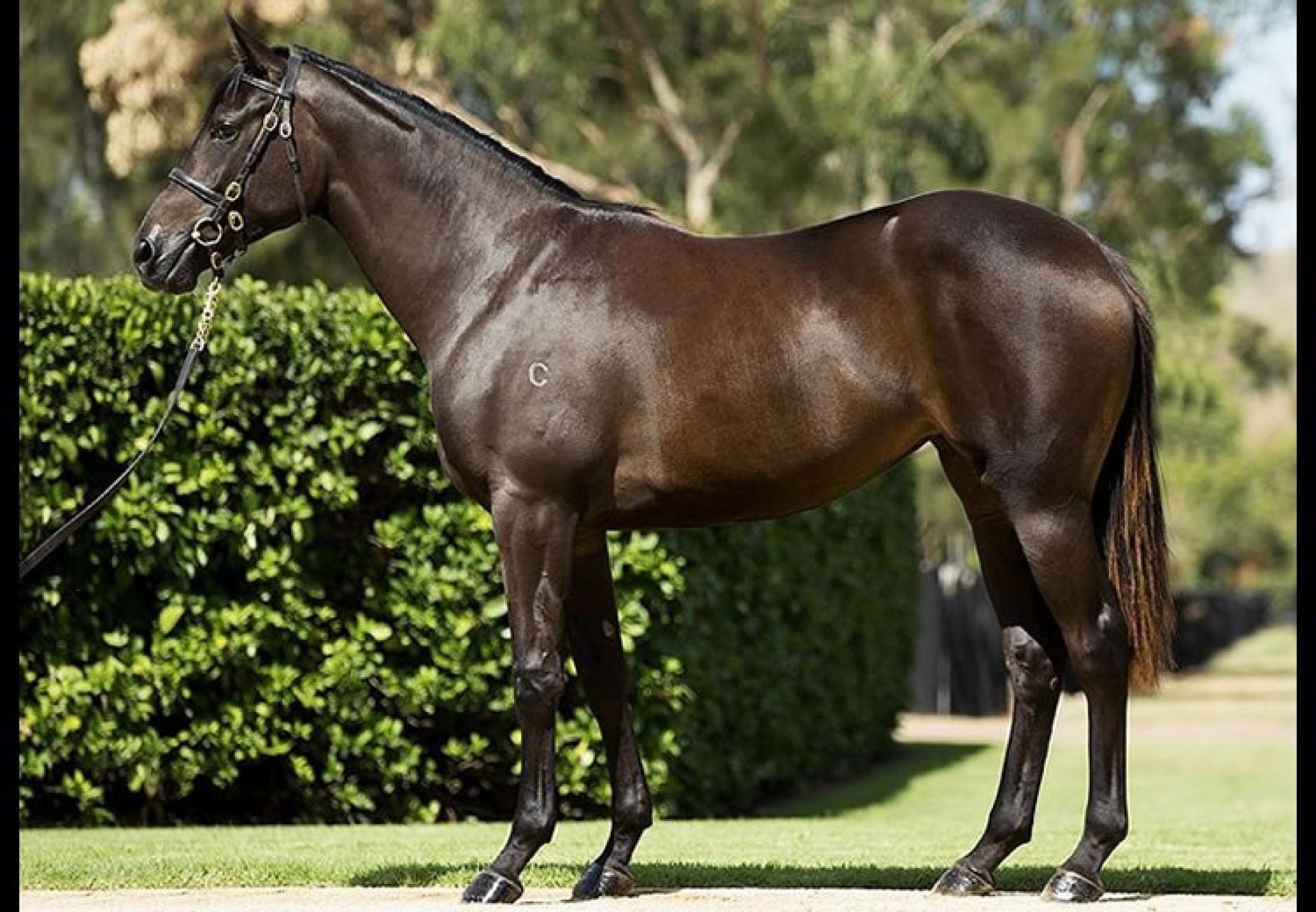 So You Think x Russeting filly