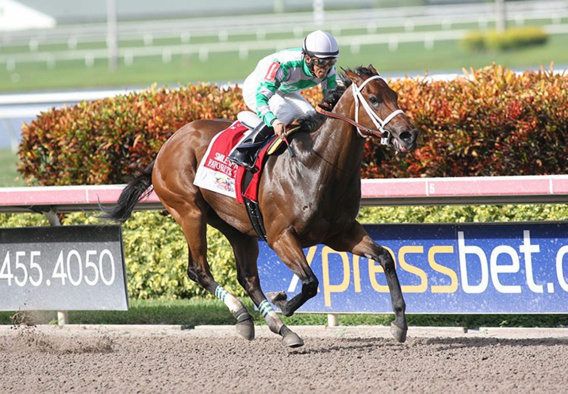 Favorite Tale (Tale Of The Cat)