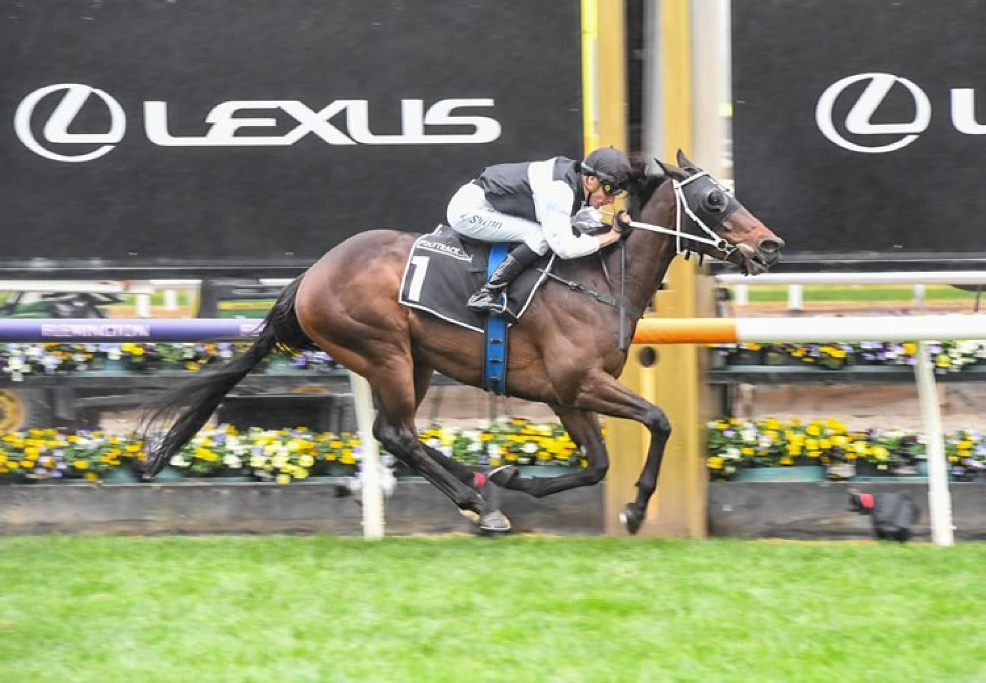 First Immortal (Churchill) wins the Mahogany Challenge Final at Flemington