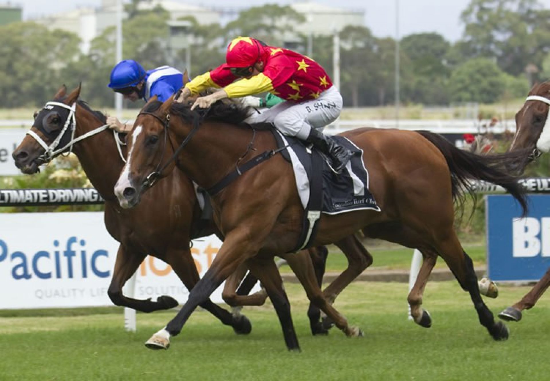 First Seal (Fastnet Rock)