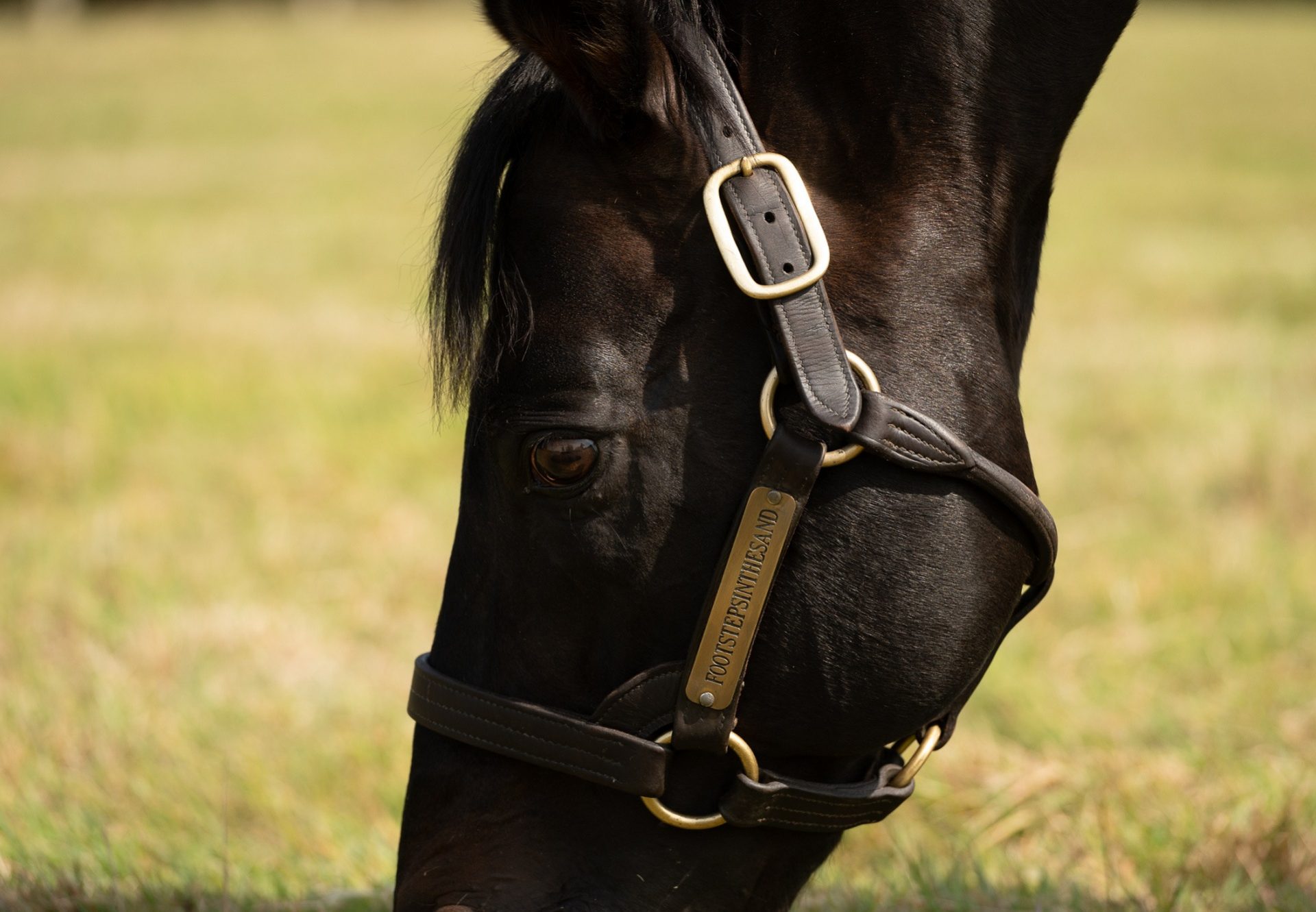 Footstepsinthesand Grazing