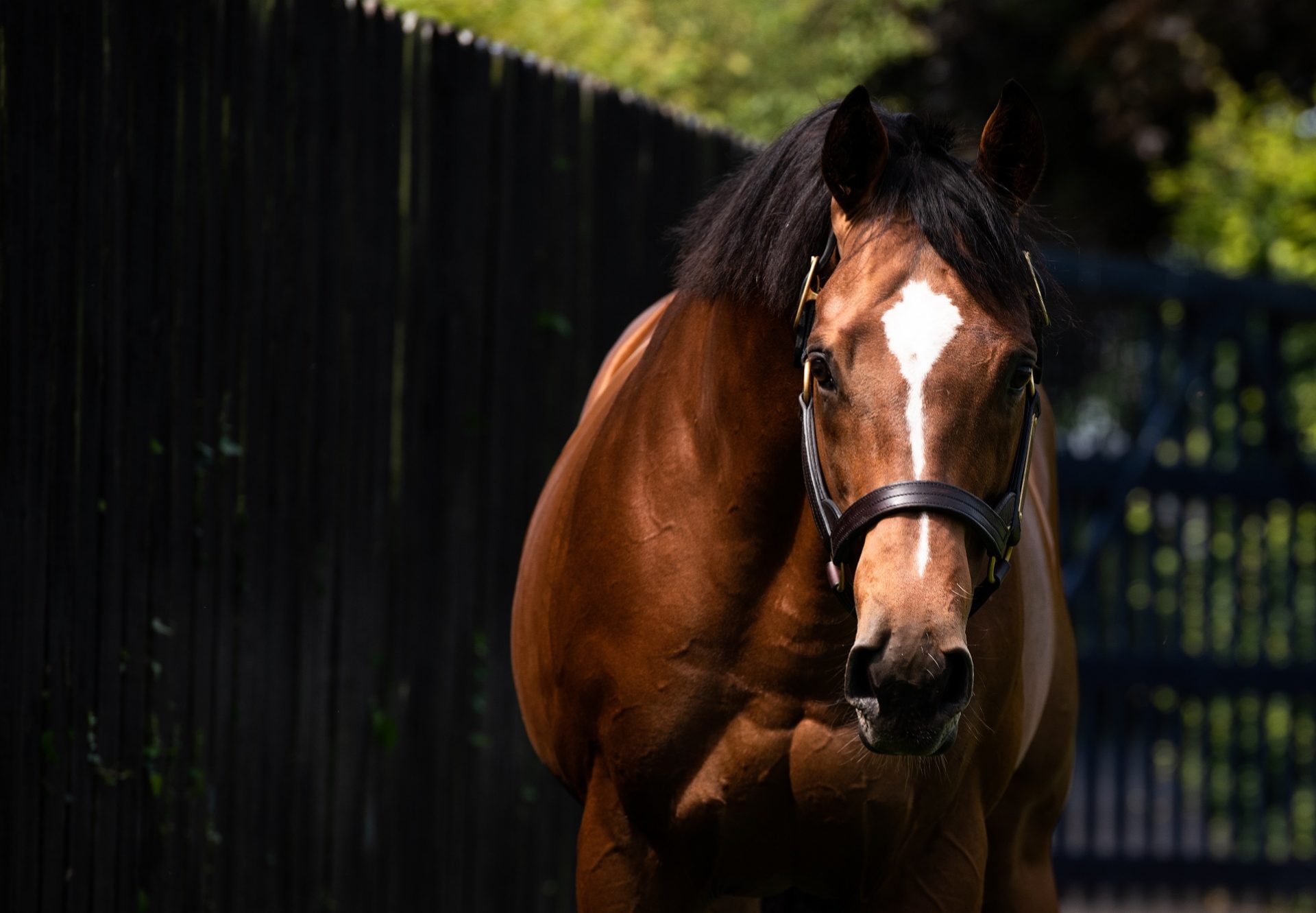Gleneagles Head Shot