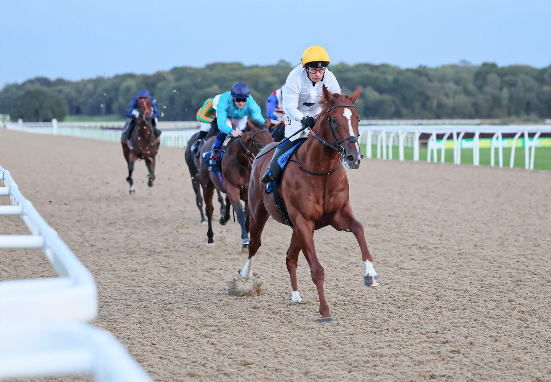 Golden Conqueror Starspangledbanner Newcastle